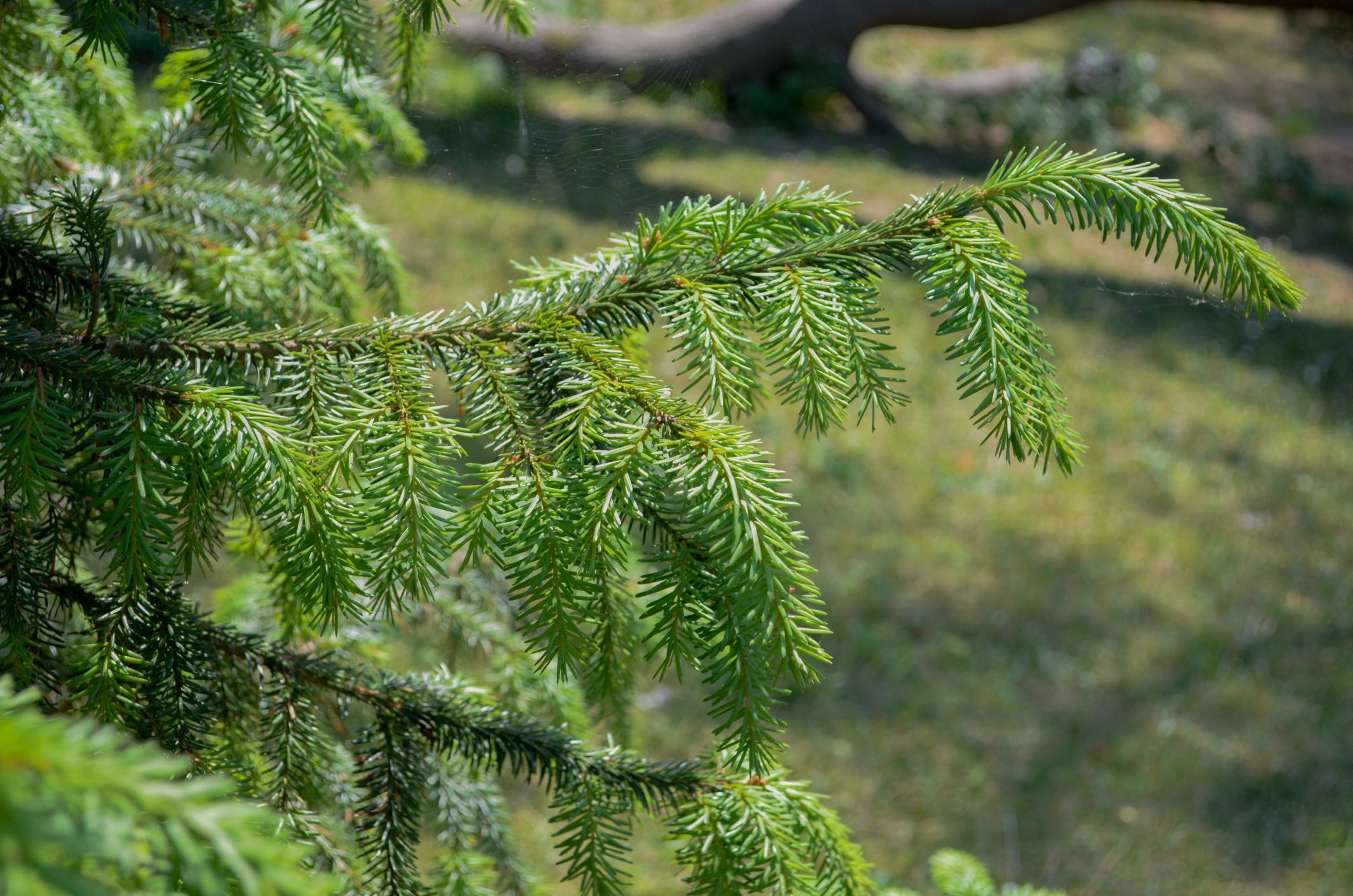 Image of Picea omorika
