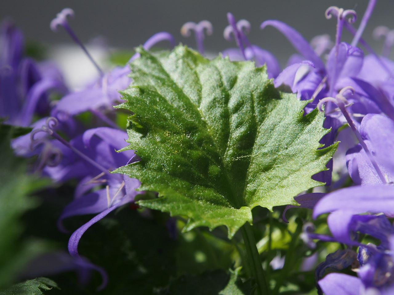 Image of Campanula fenestrellata