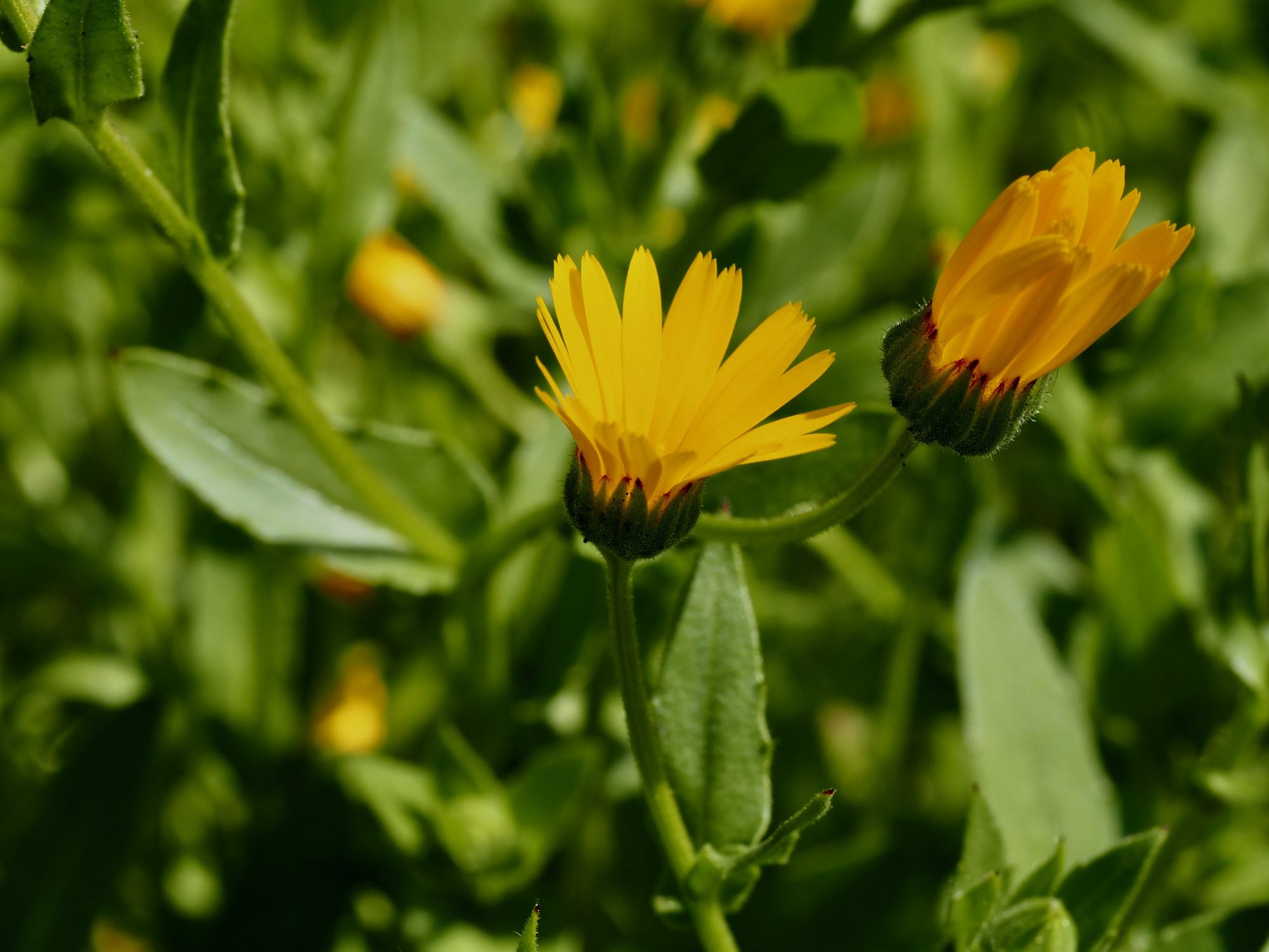 Image of Calendula officinalis