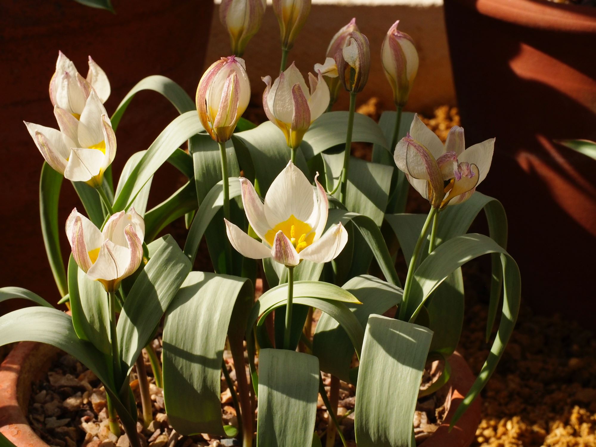 Image of Tulipa biflora