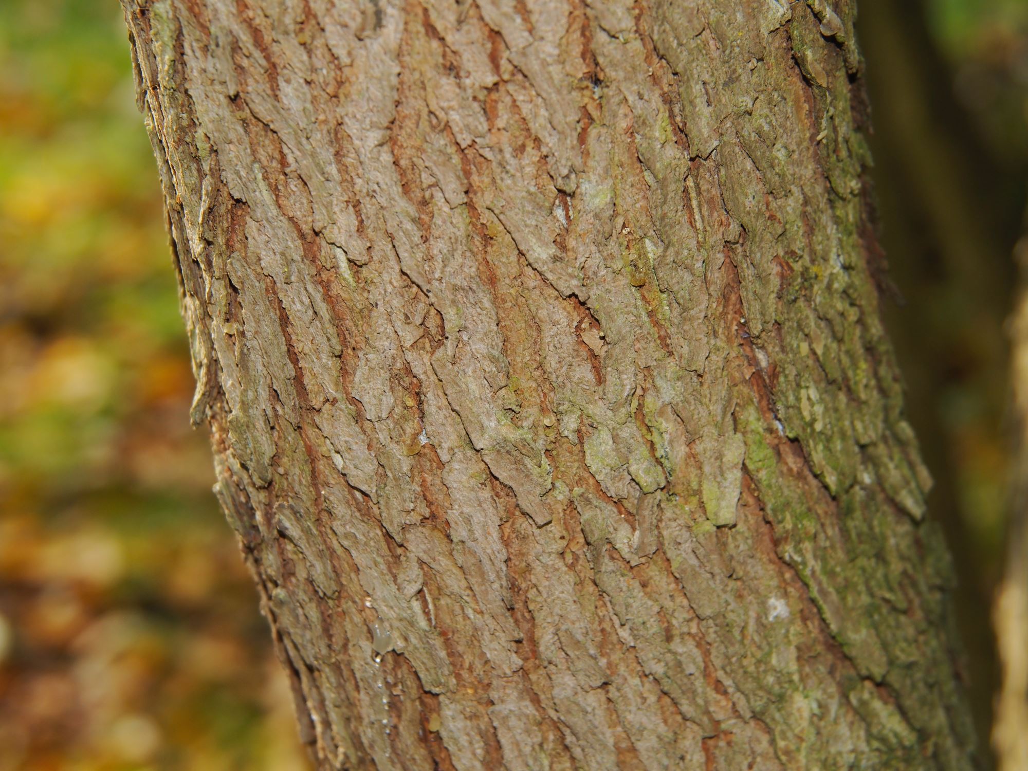 Image of Cotinus coggygria