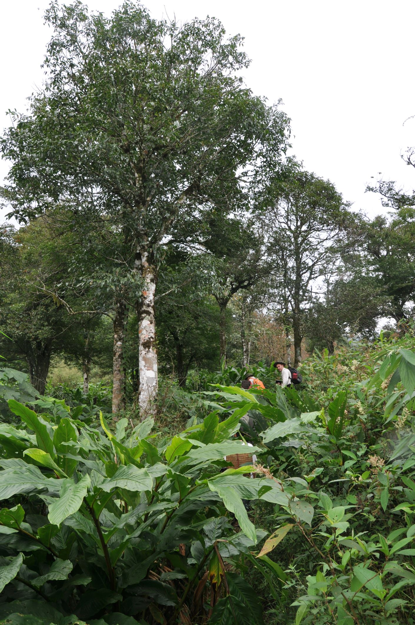 Image of Magnolia sapaensis