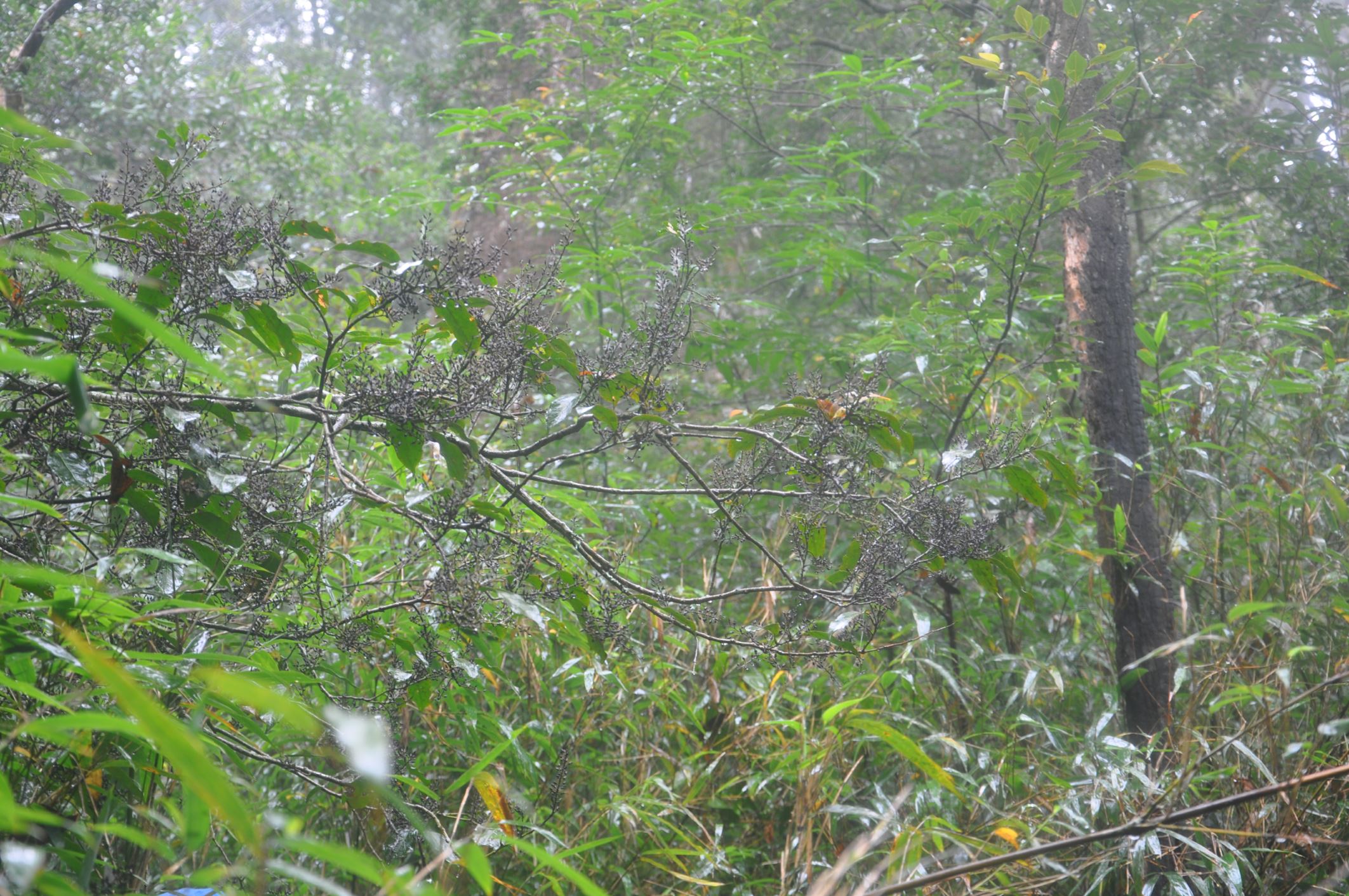 Image of Indet. Styracaceae