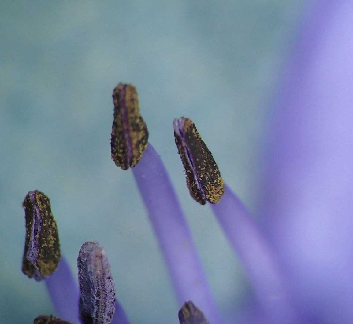 Image of Agapanthus praecox subsp. praecox