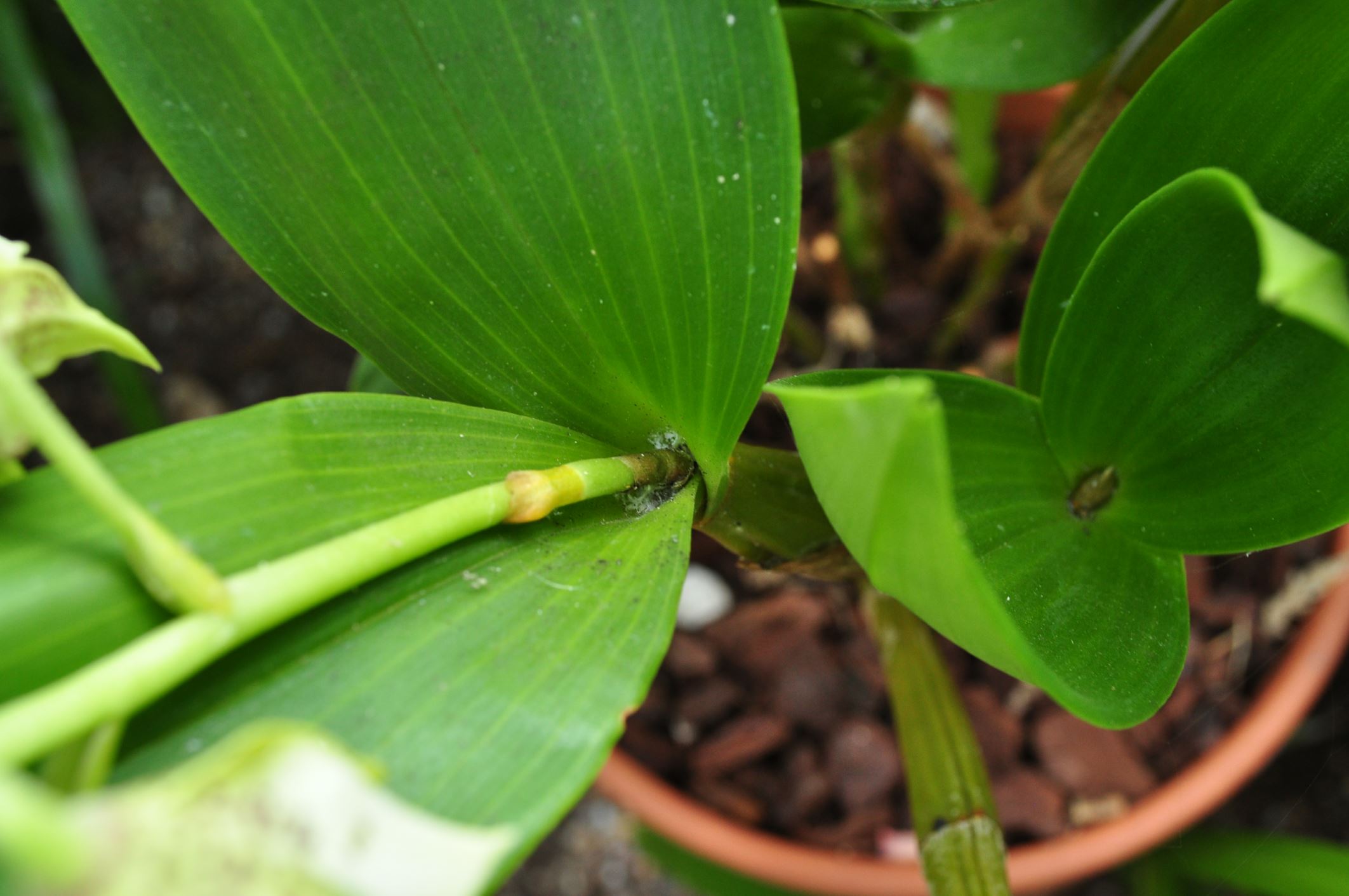 Image of Dendrobium macrophyllum Ã— D. atroviolaceum