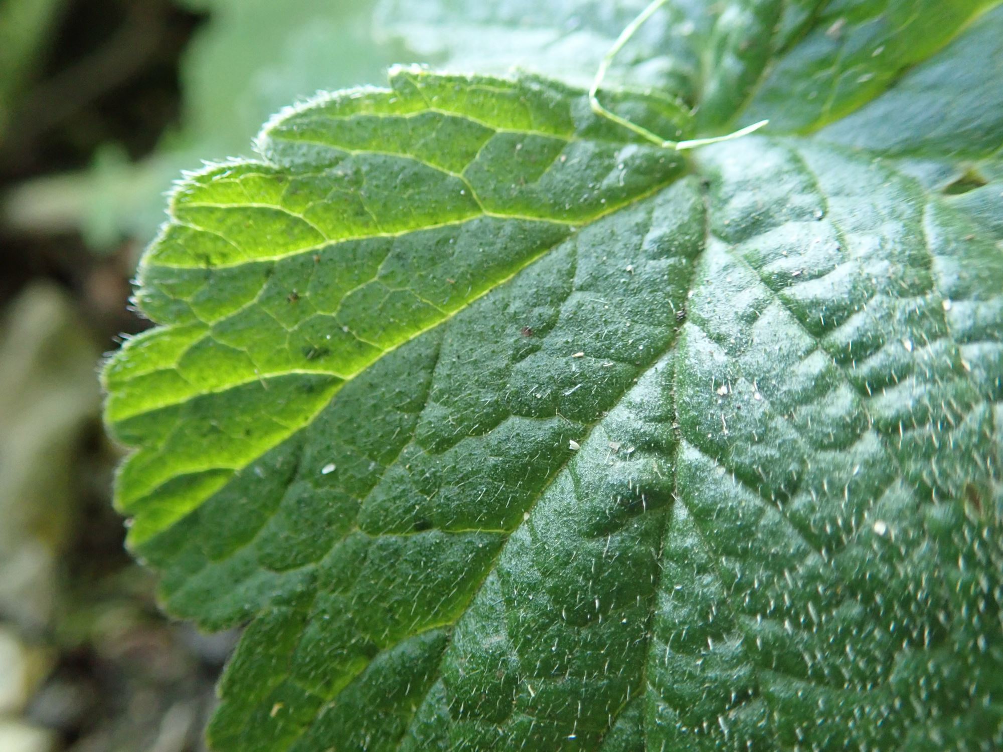 Image of Geum triflorum