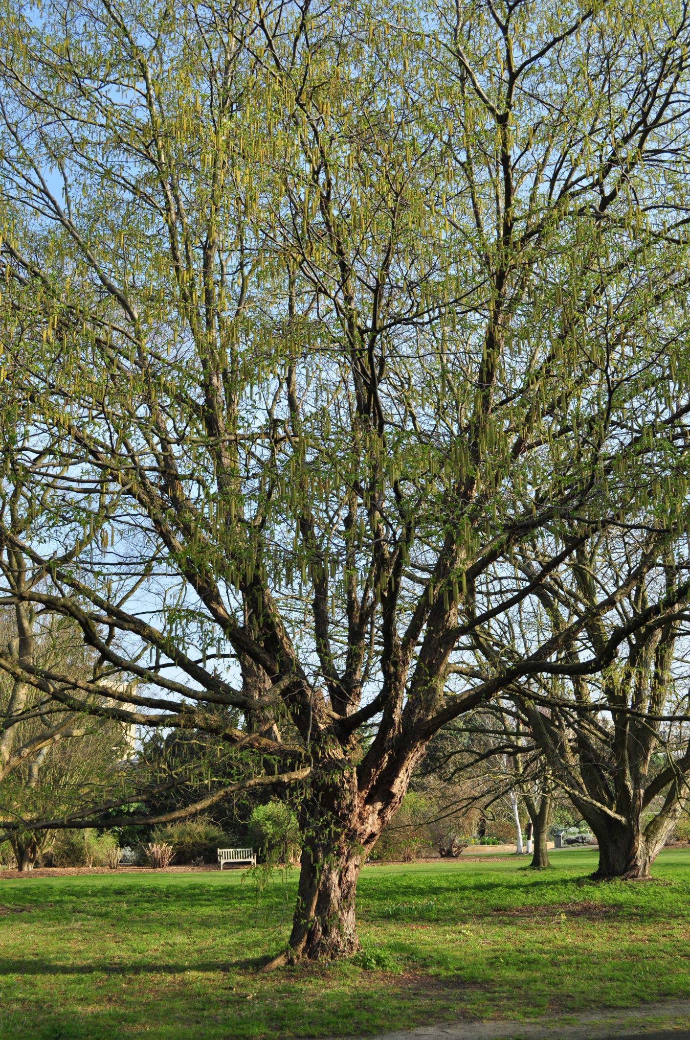 Image of Ostrya carpinifolia