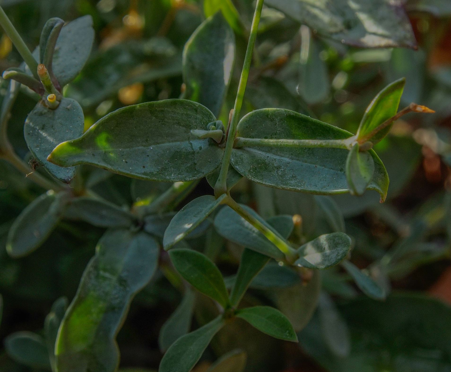 Image of Petrocoptis glaucifolia