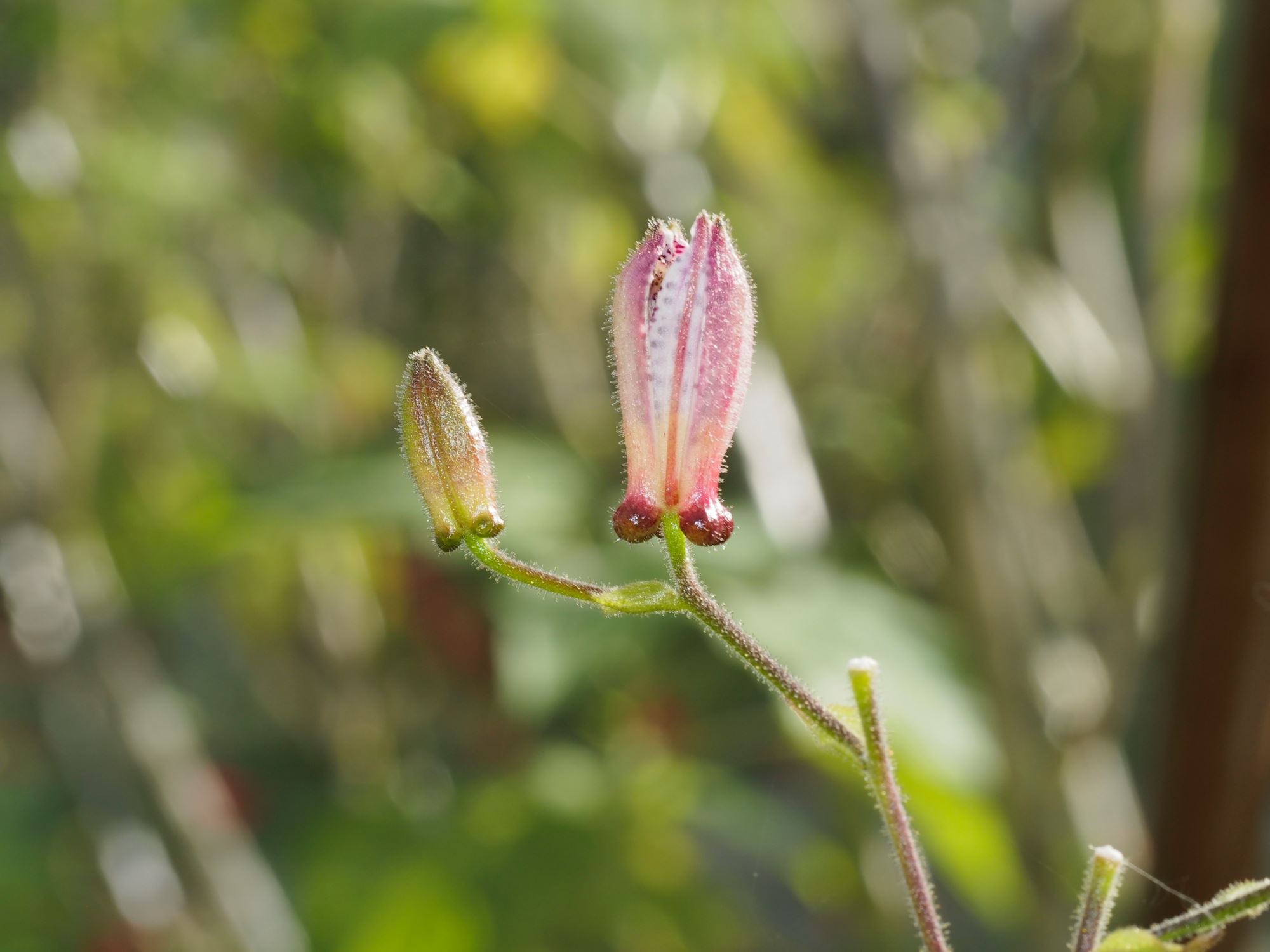 Image of Tricyrtis stolonifera