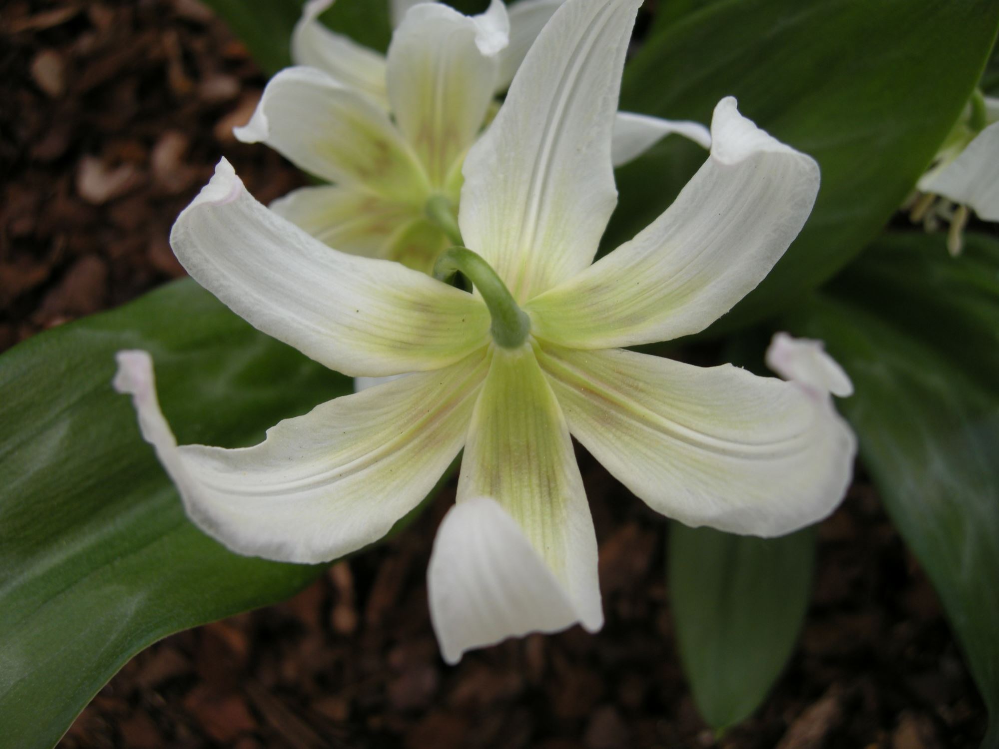 Image of Erythronium californicum 'White Beauty'