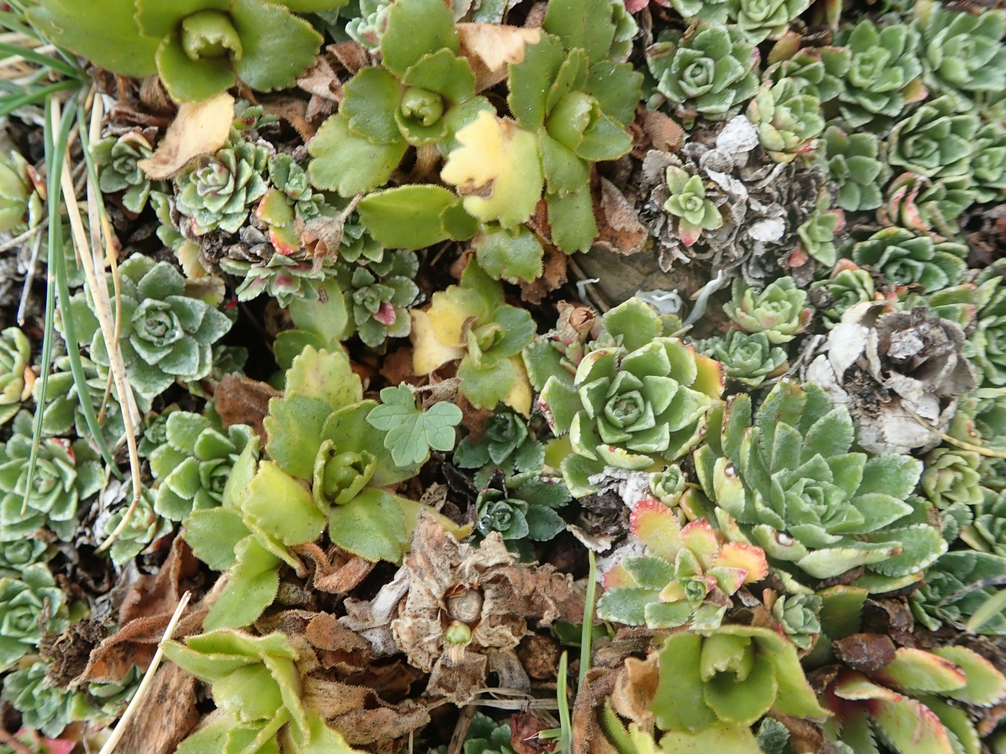 Image of Saxifraga paniculata