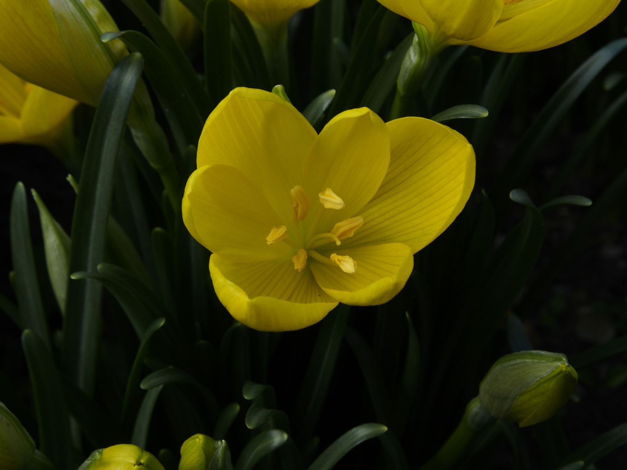 Image of Sternbergia lutea