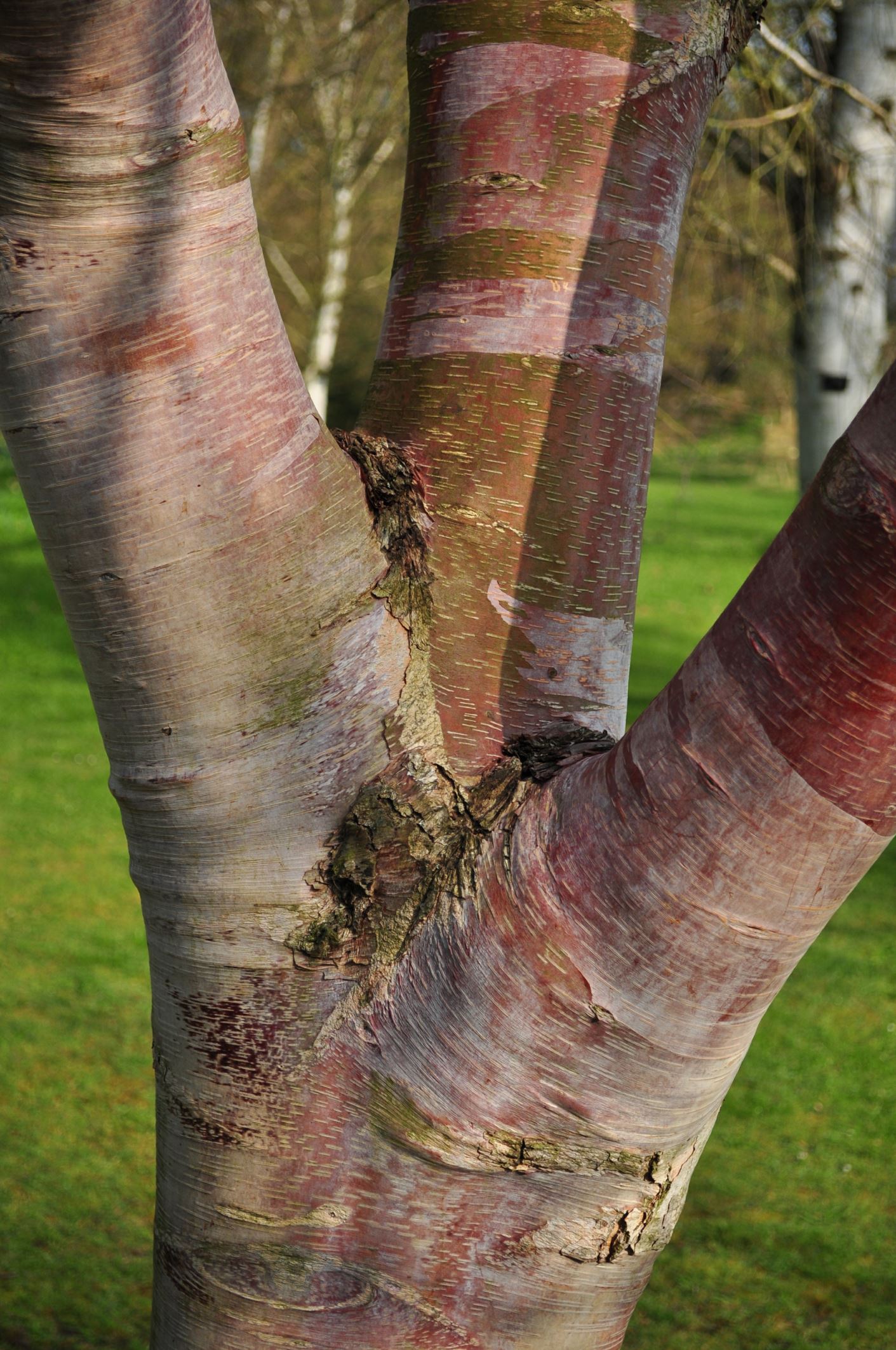 Image of Betula utilis subsp. albosinensis