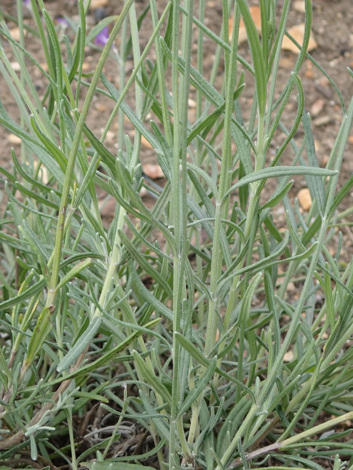 Image of Lavandula angustifolia 'Bridestowe Phillipa'