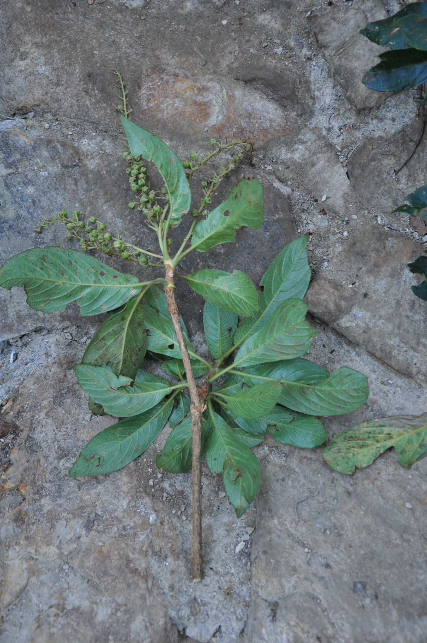 Image of Clethra fabri