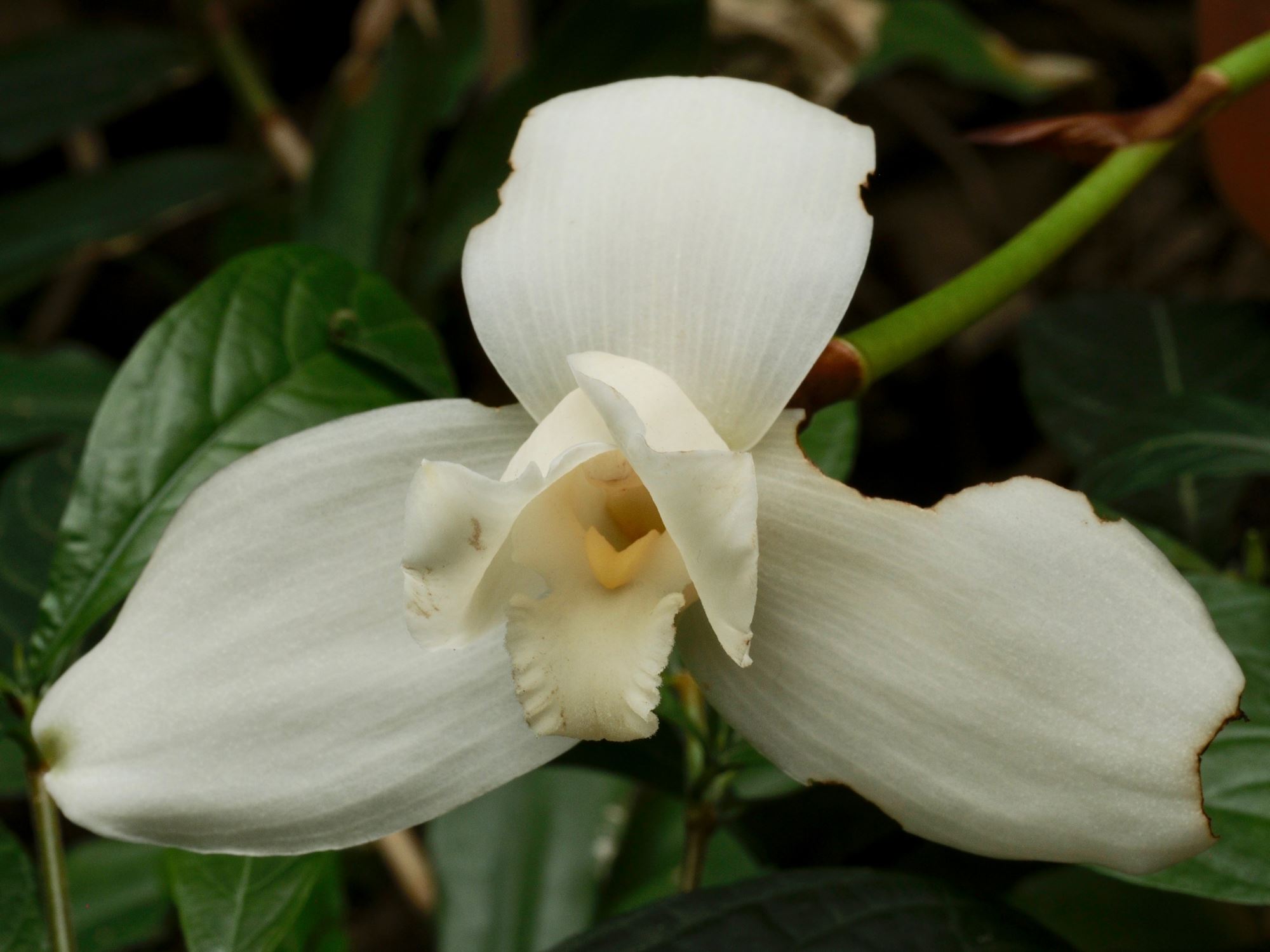 Image of Lycaste virginalis