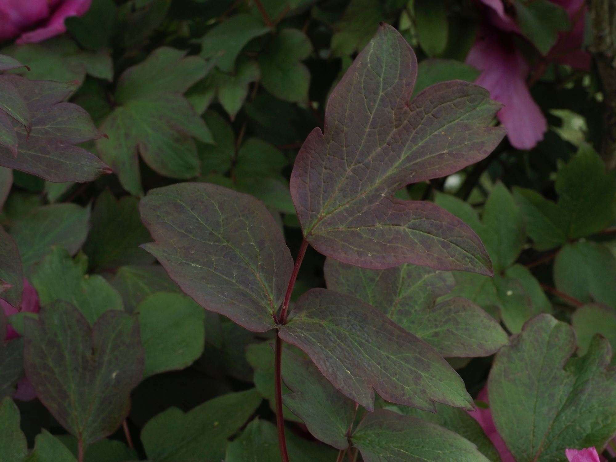Image of Paeonia suffruticosa 'Single Pink'