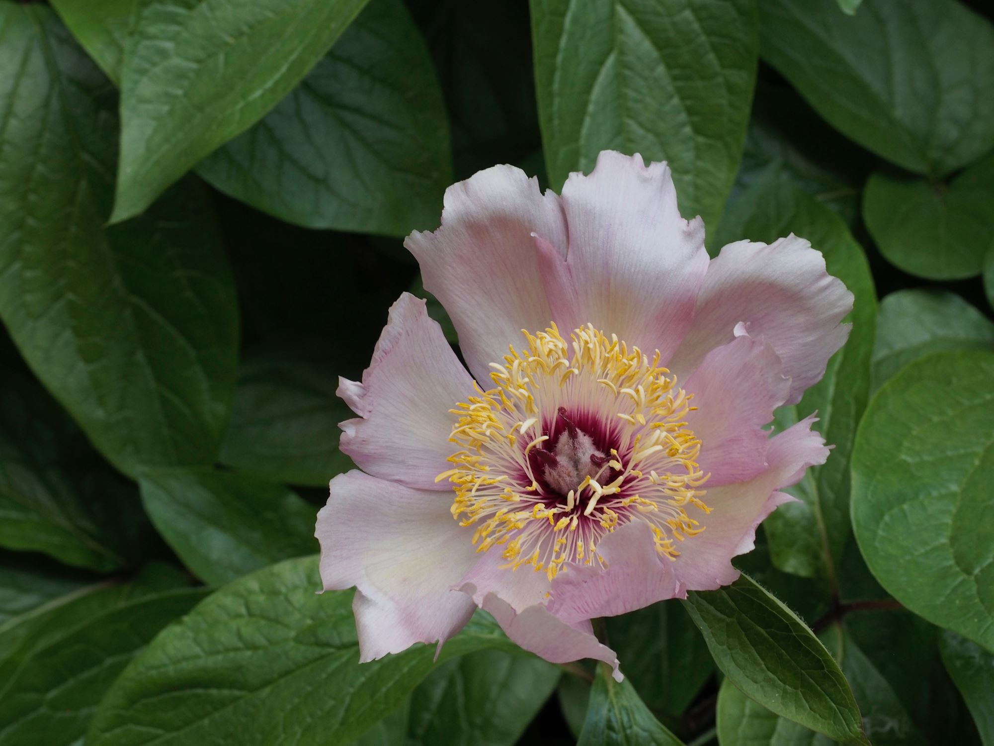 Image of Paeonia wittmanniana 'Mai Fleuri'