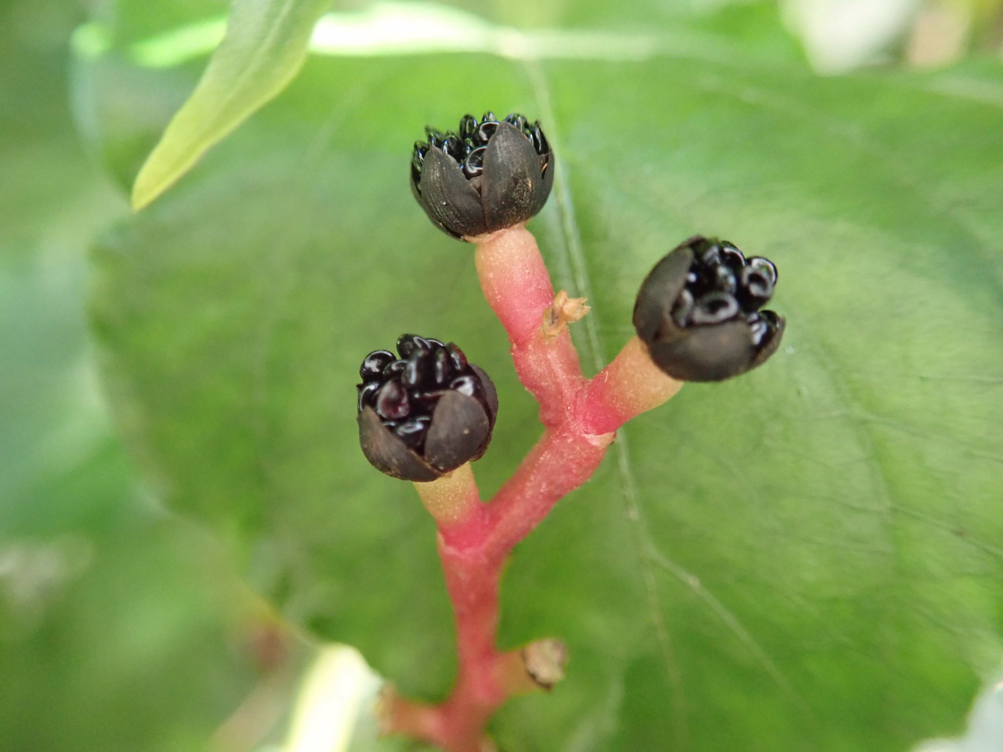 Image of Pleuropetalum darwinii