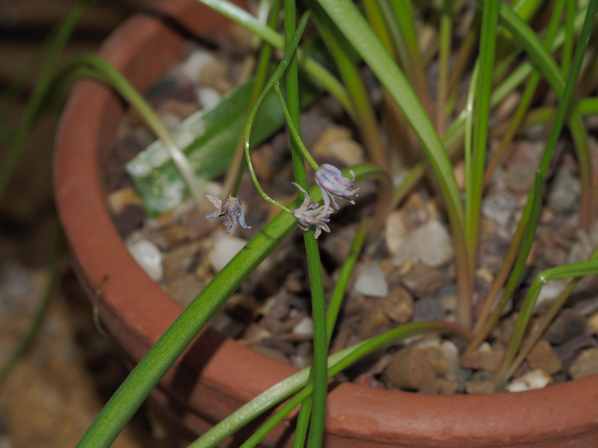 Image of Scilla sp.
