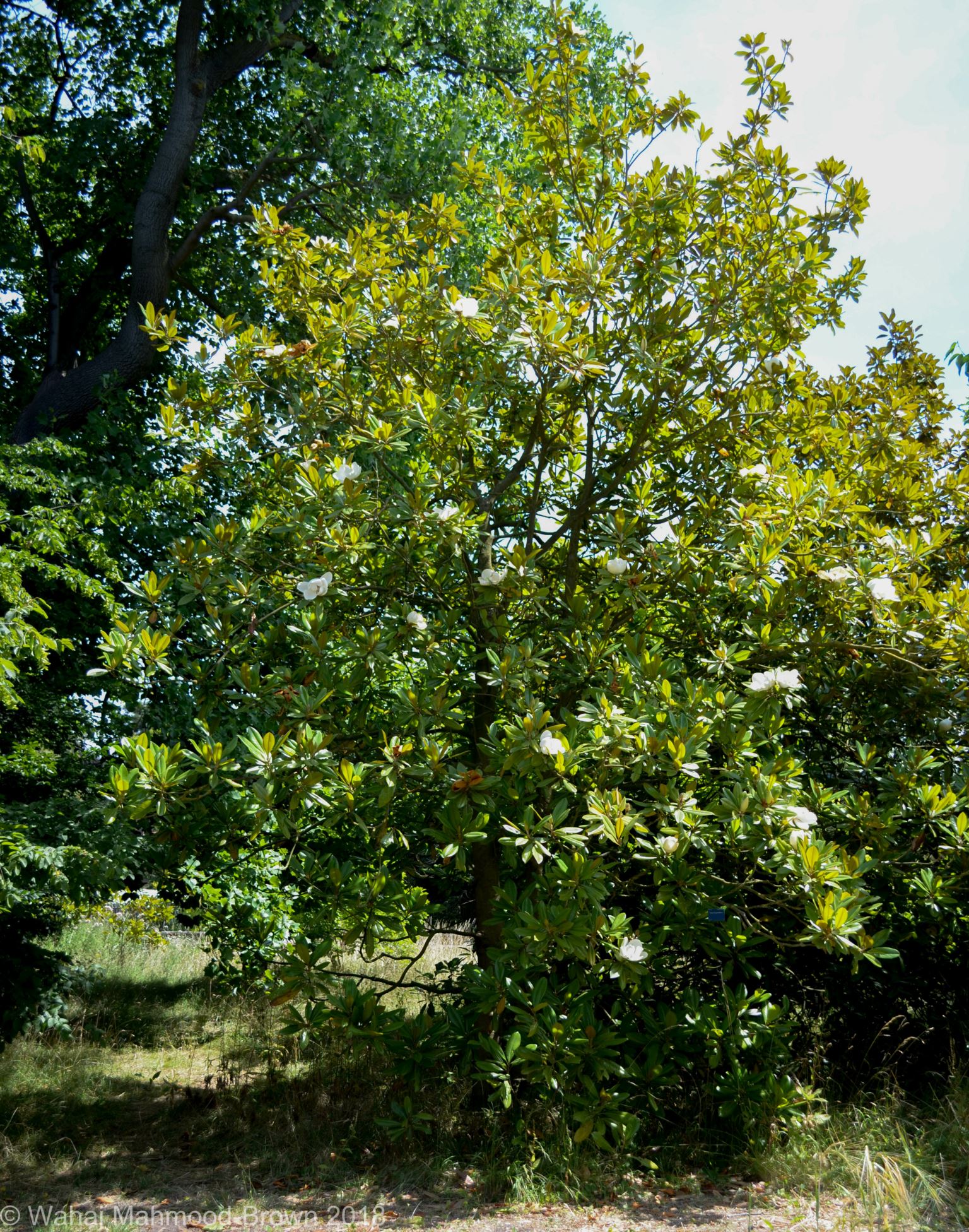 Image of Magnolia grandiflora
