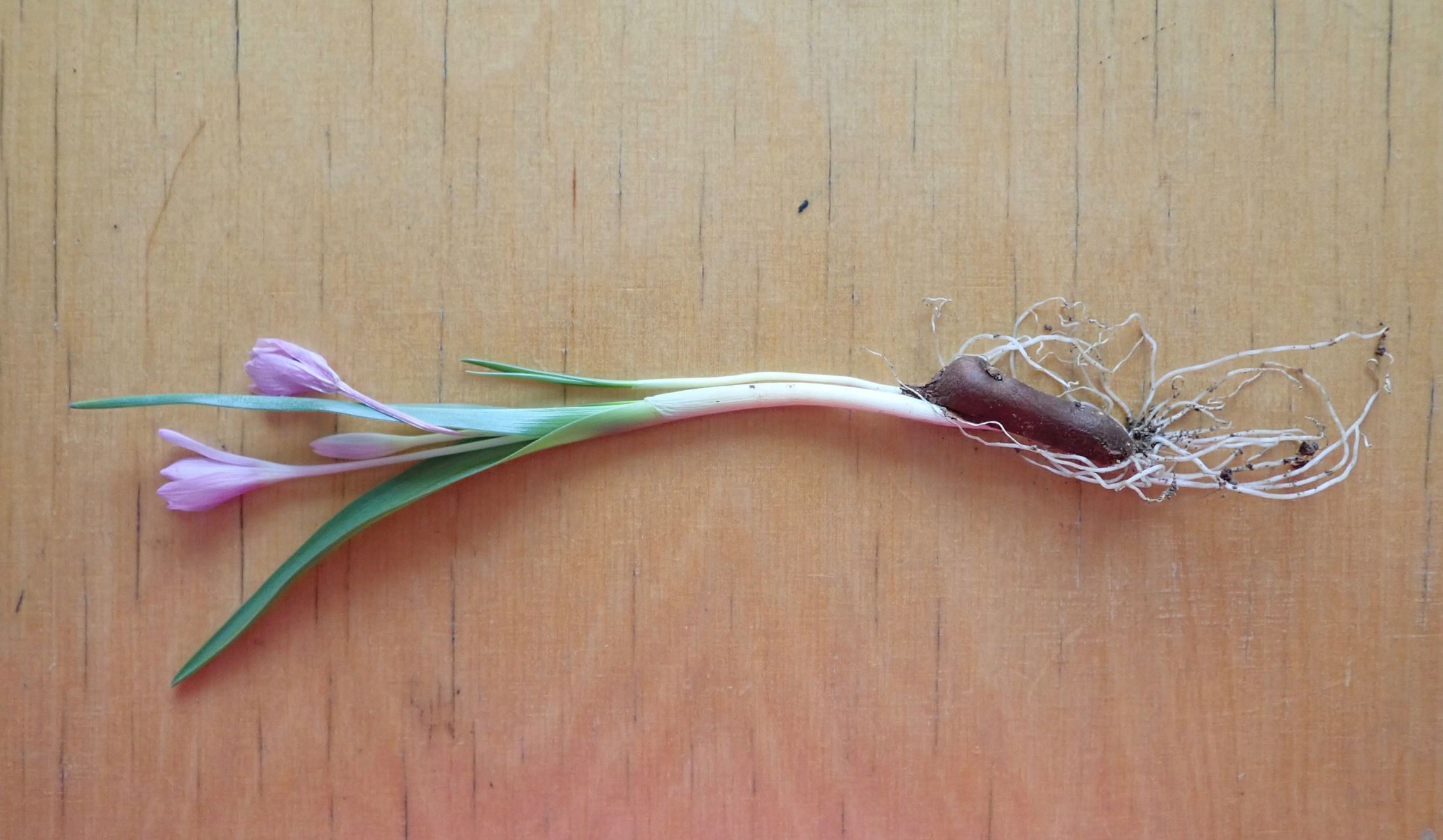 Image of Colchicum cupanii