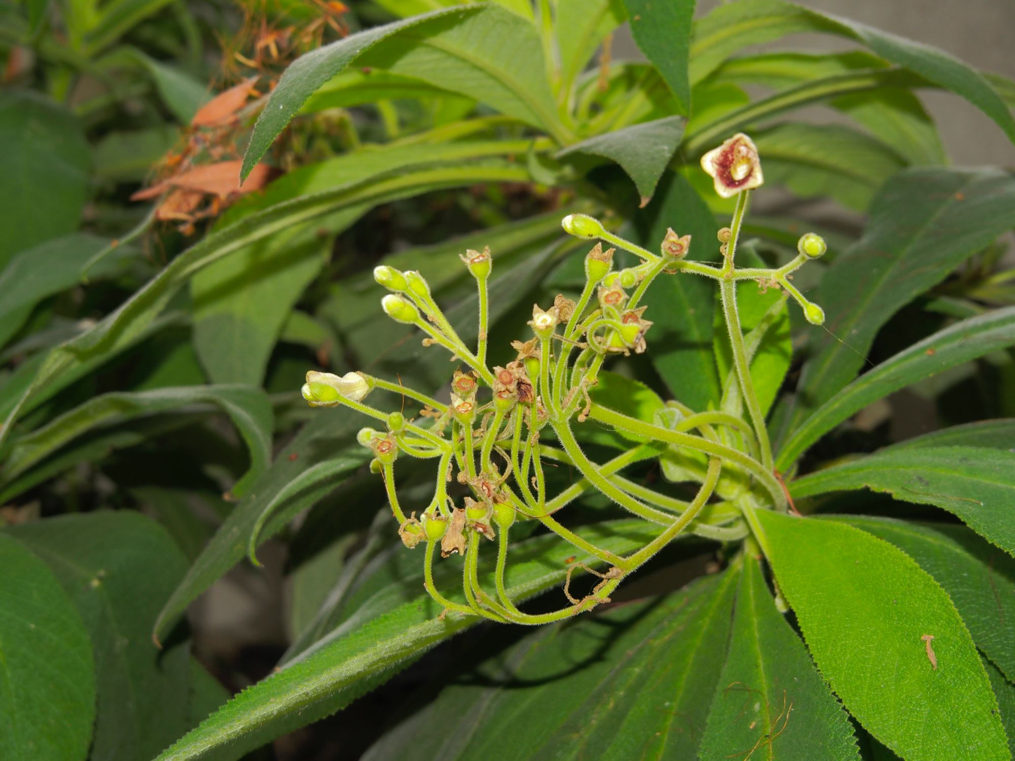 Image of Rhytidophyllum tomentosum