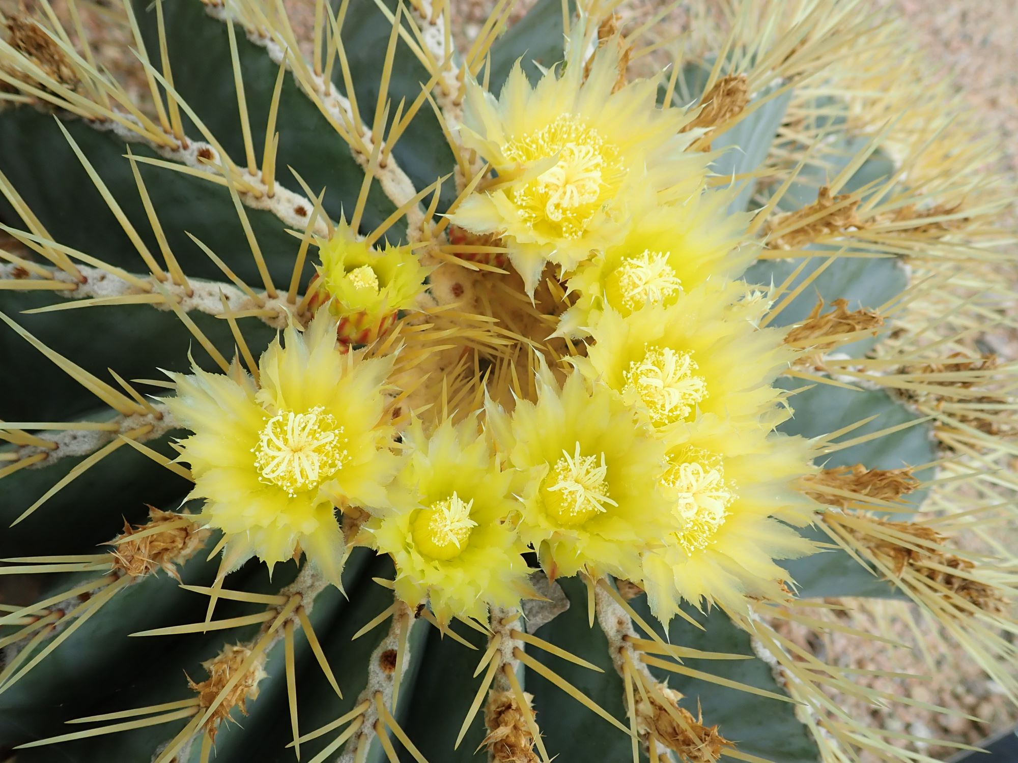 Image of Ferocactus glaucescens