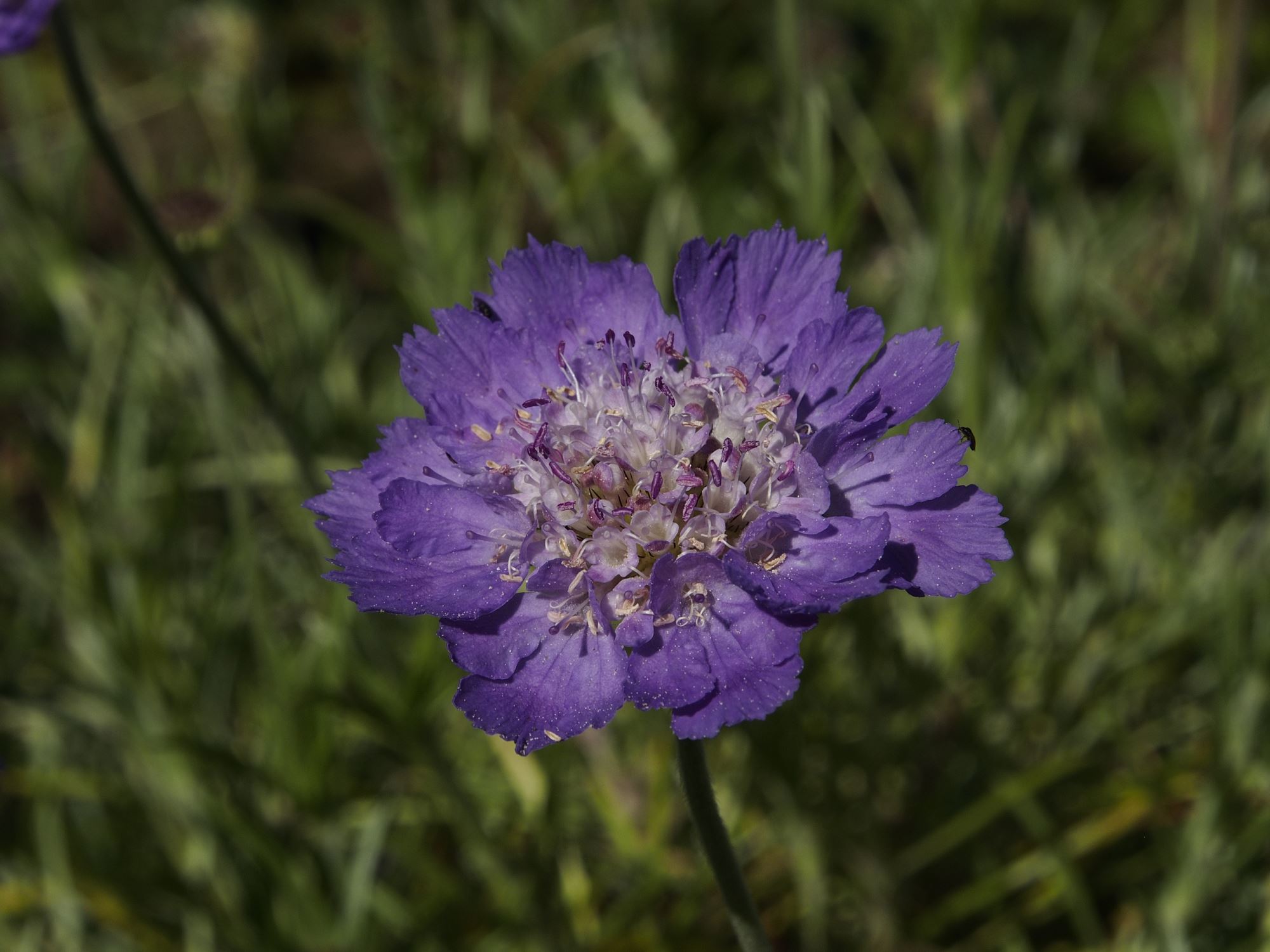 Image of Lomelosia graminifolia