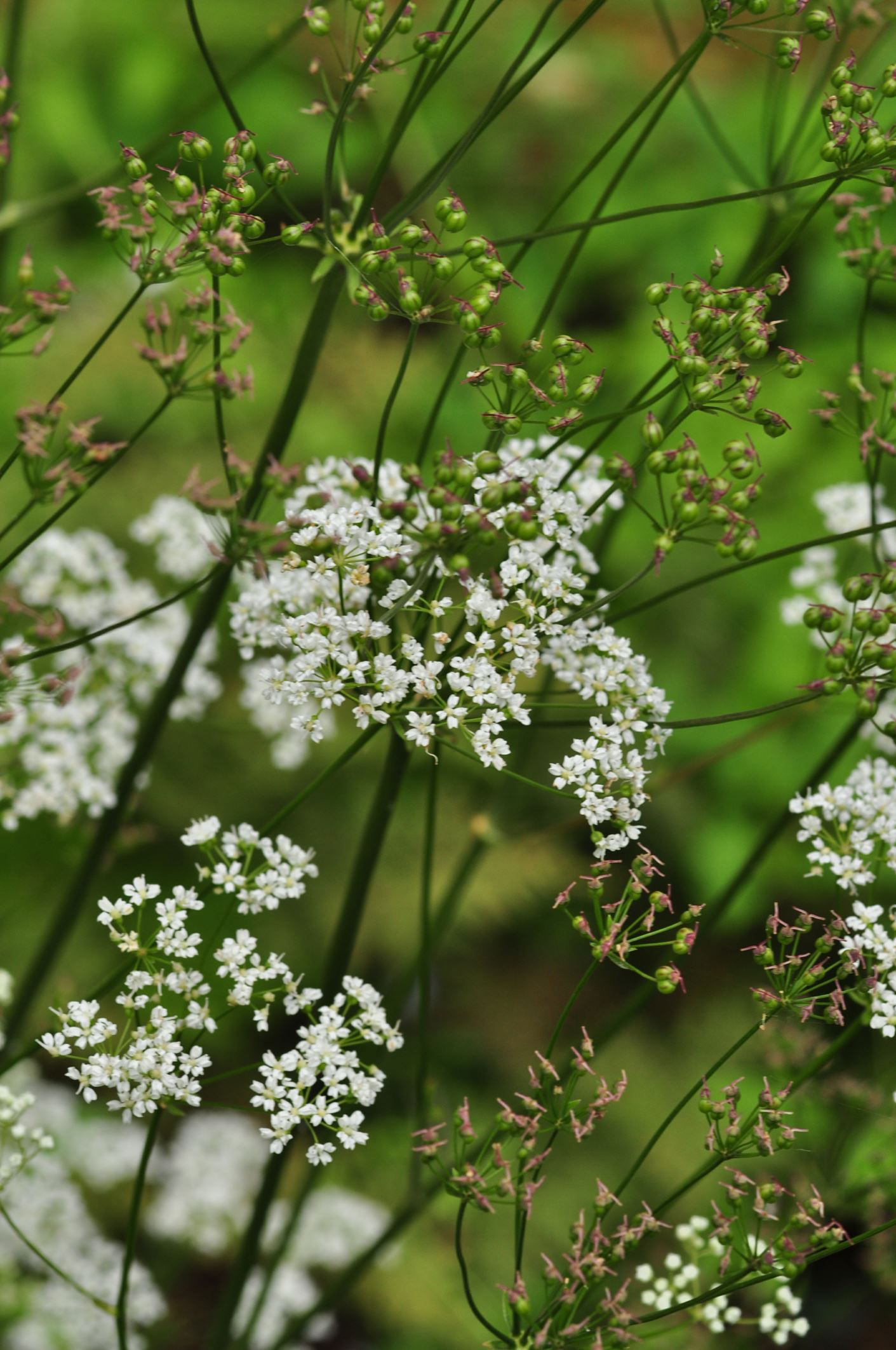 Image of Physospermum cornubiense