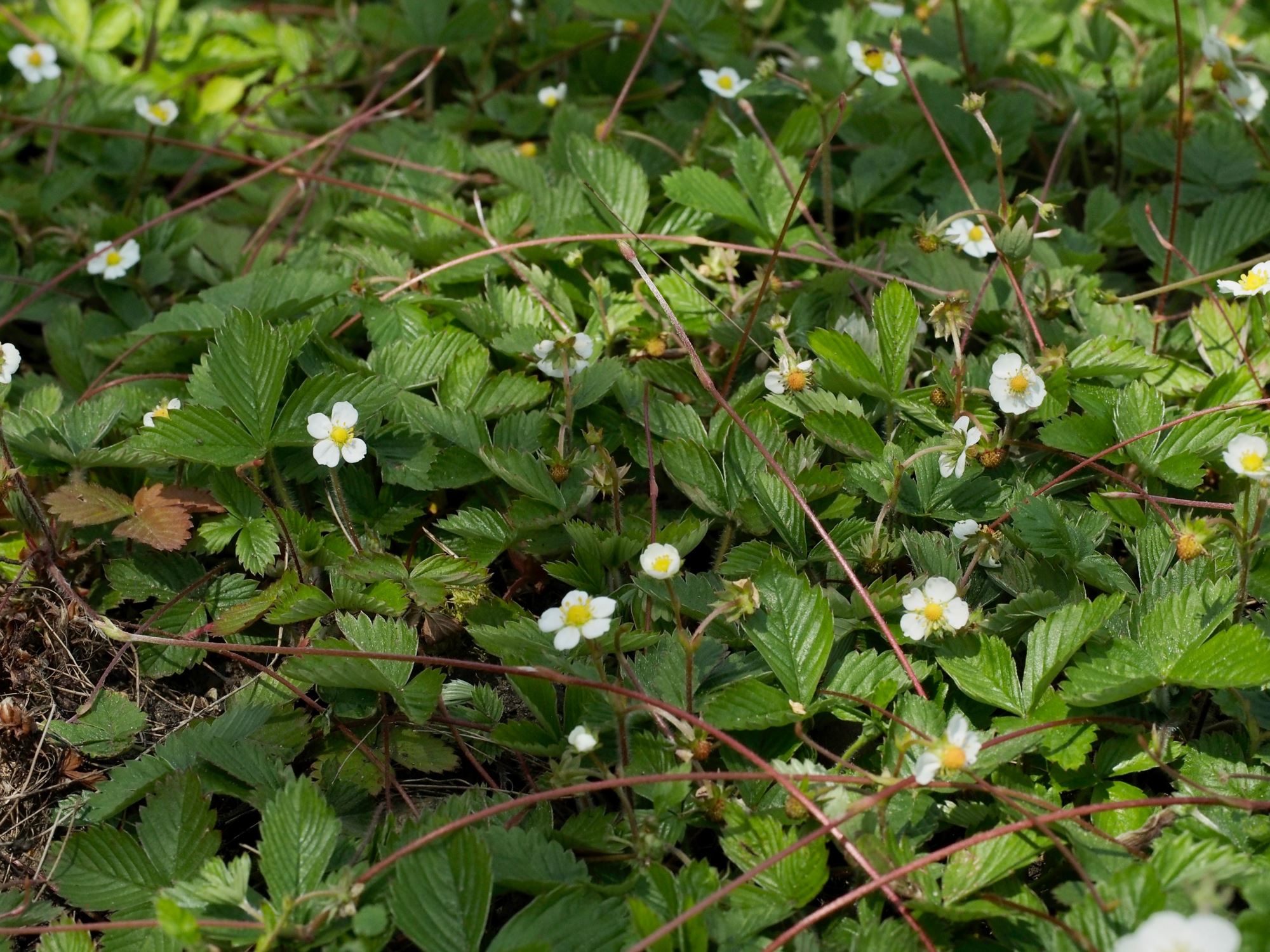 Image of Fragaria vesca
