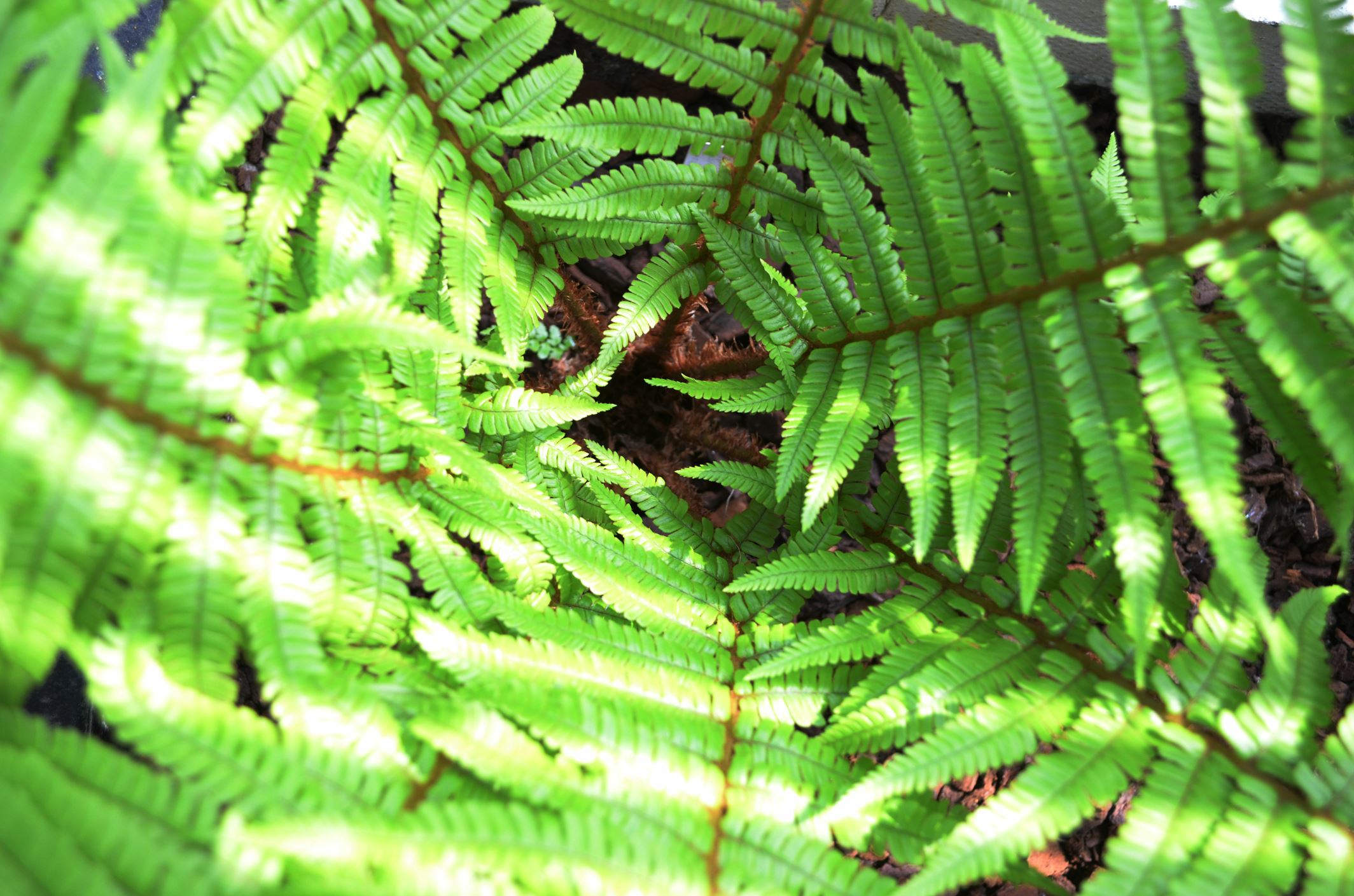 Image of Dryopteris crassirhizoma