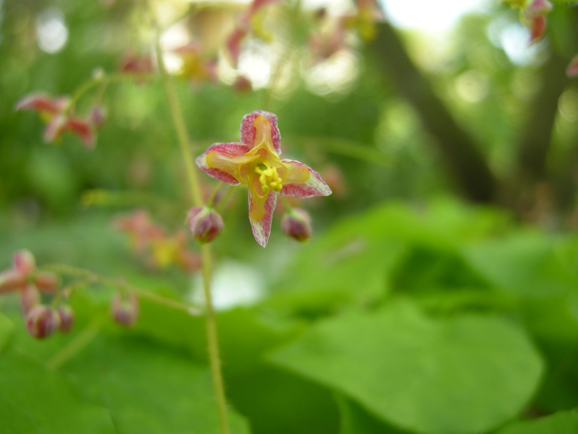 Image of Epimedium Ã— cantabrigiense
