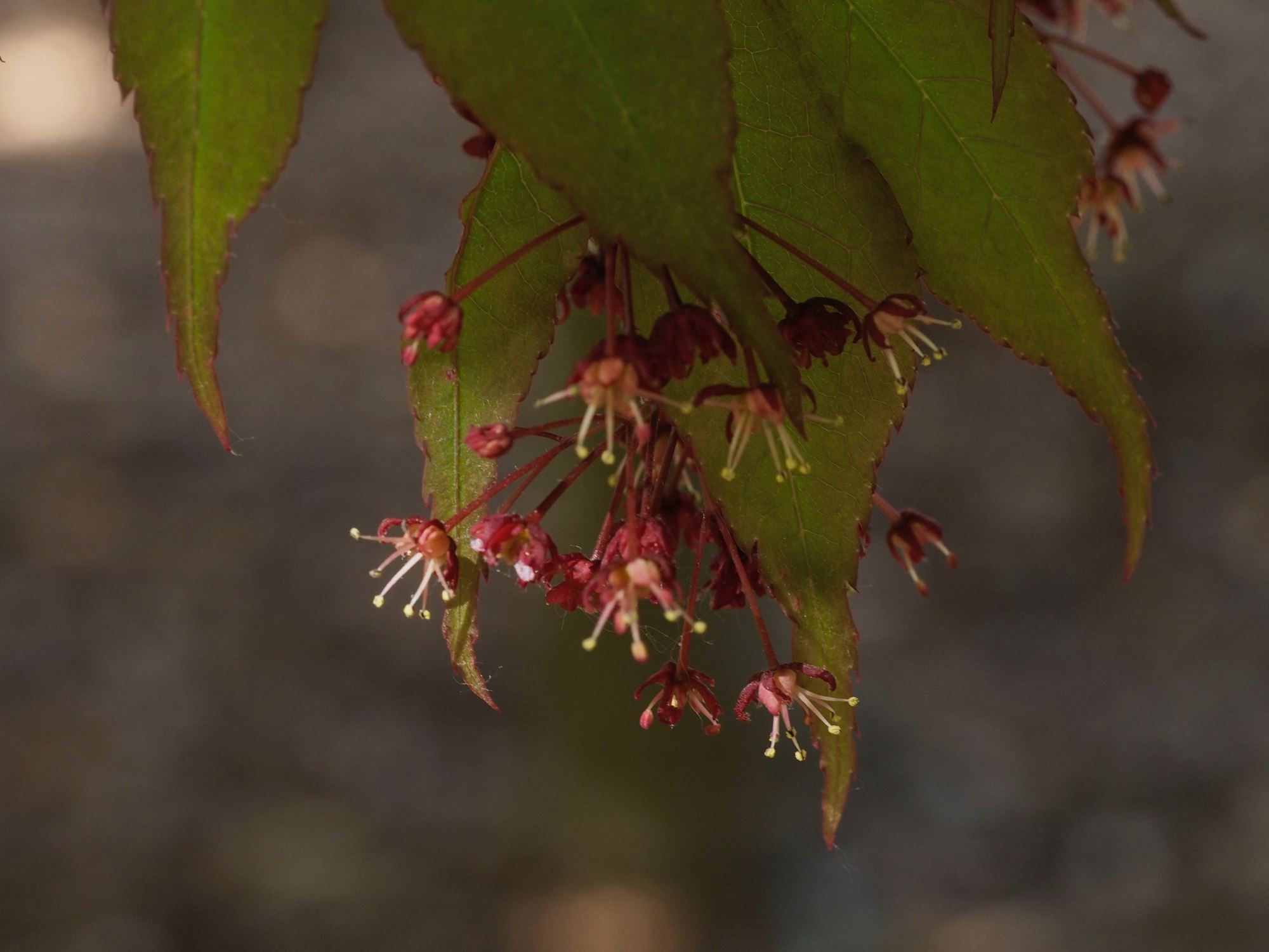 Image of Acer palmatum 'Osakazuki'