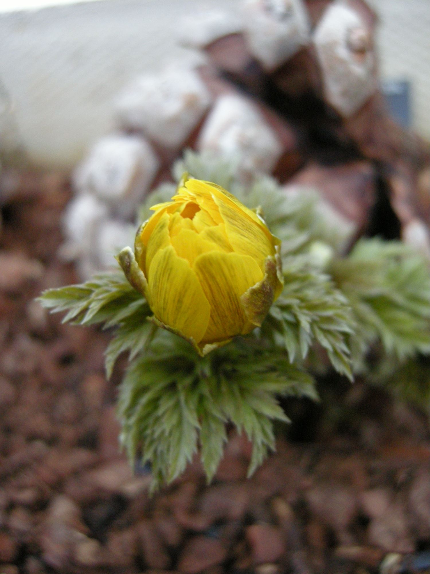 Image of Adonis amurensis