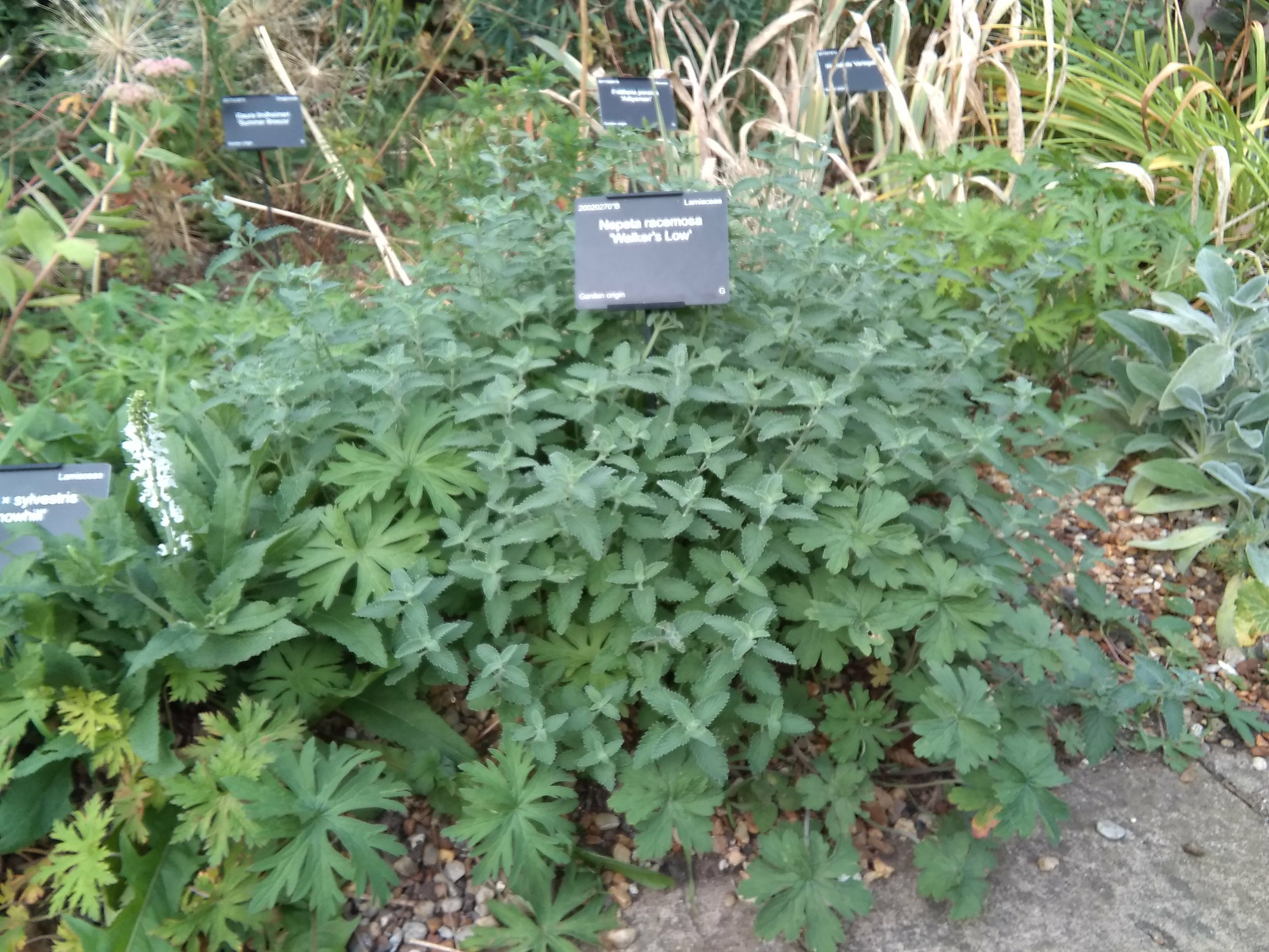 Image of Nepeta racemosa 'Walker's Low'
