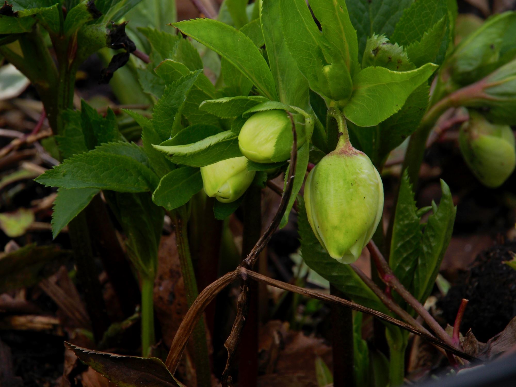 Image of Helleborus Ã— hybridus 'White Lady Spotted'