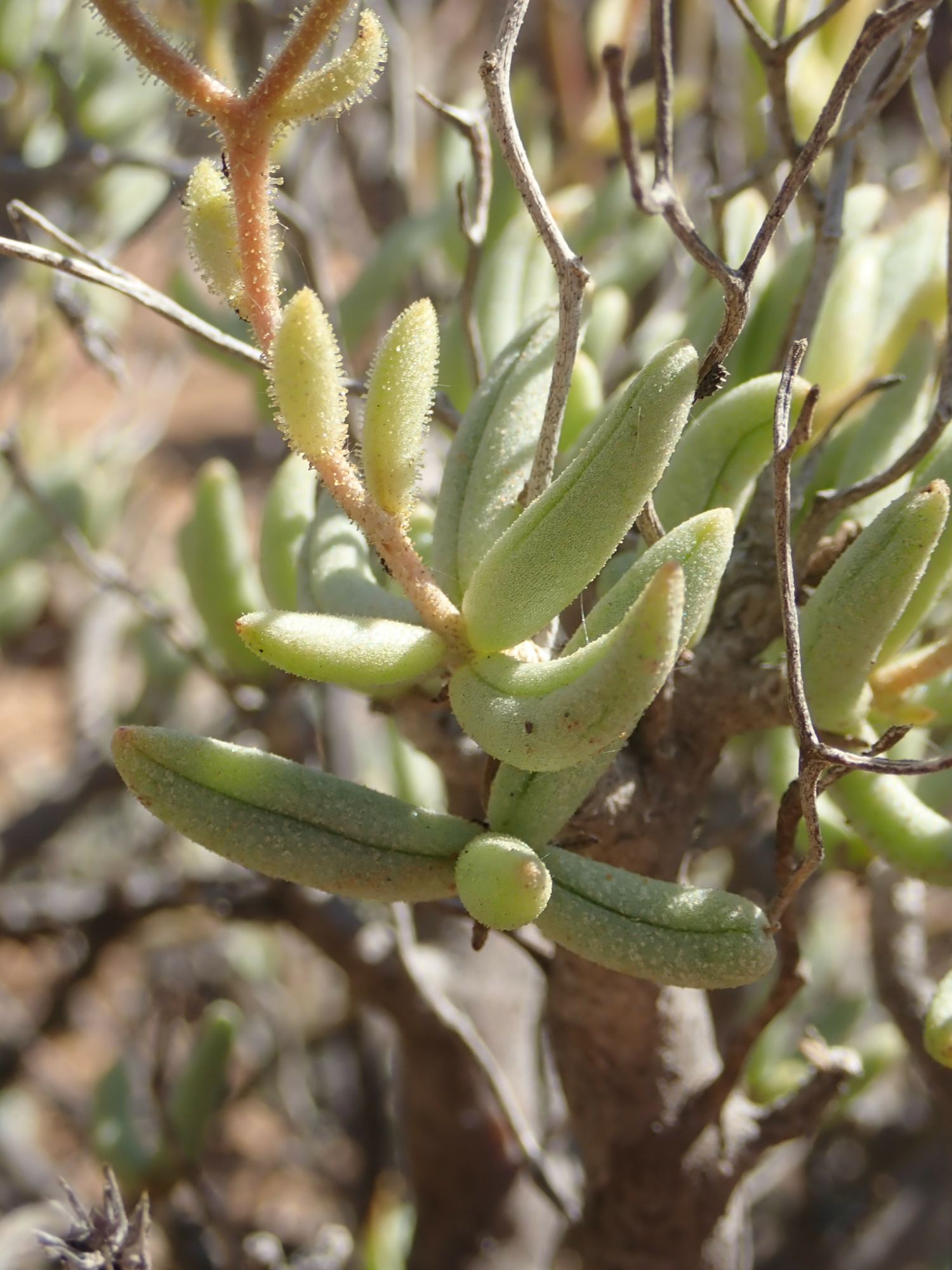 Image of Tylecodon hallii