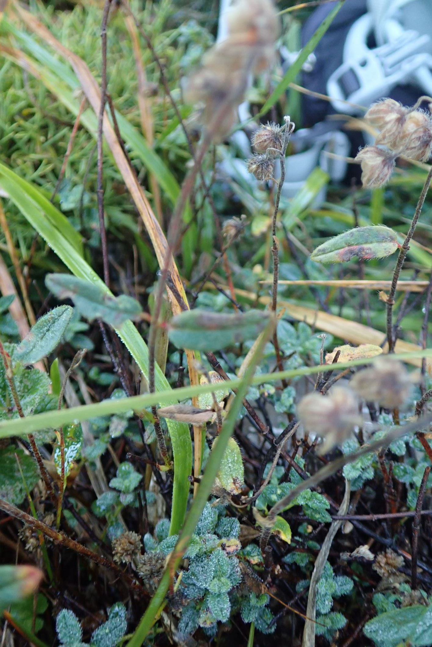 Image of Helianthemum nummularium var. pyrenaicum