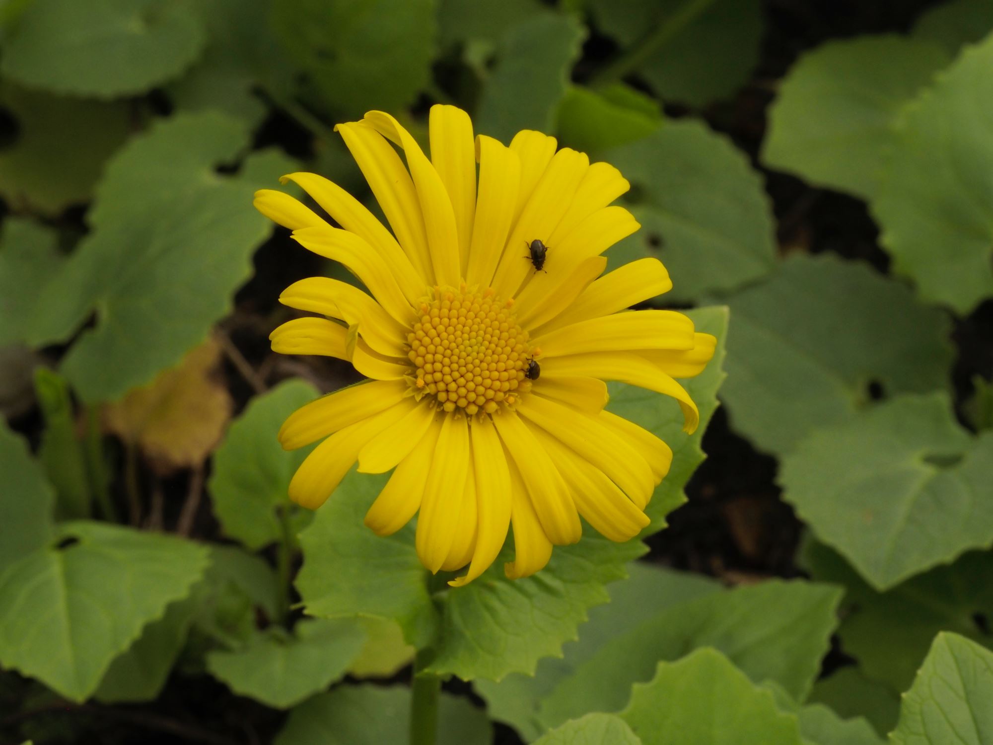 Image of Doronicum Ã— willdenowii