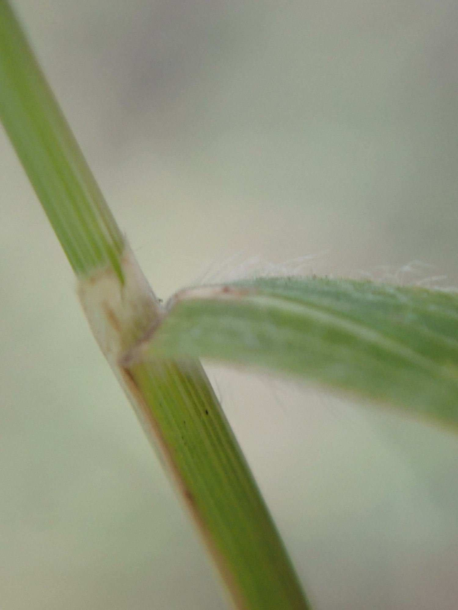 Image of Brachypodium sylvaticum