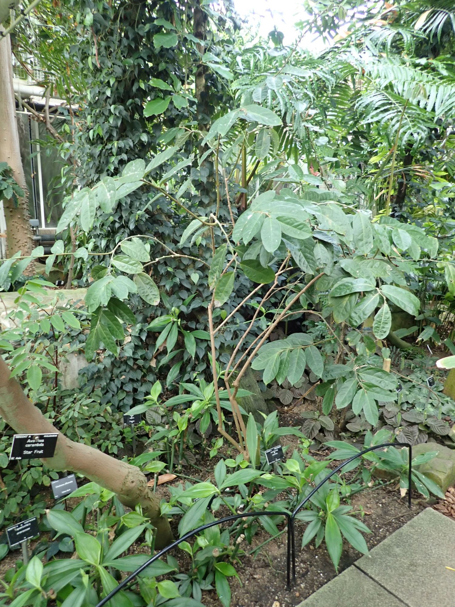 Image of Aristolochia arborea