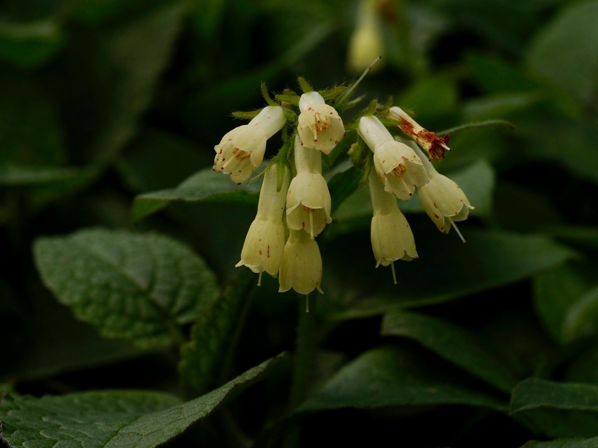 Image of Epimedium perralderianum