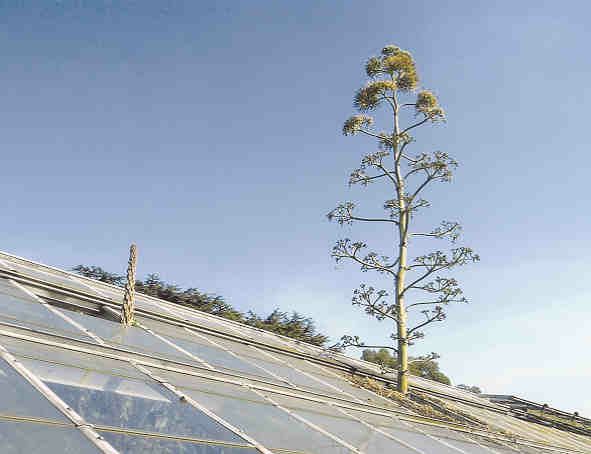 Image of Agave tequilana