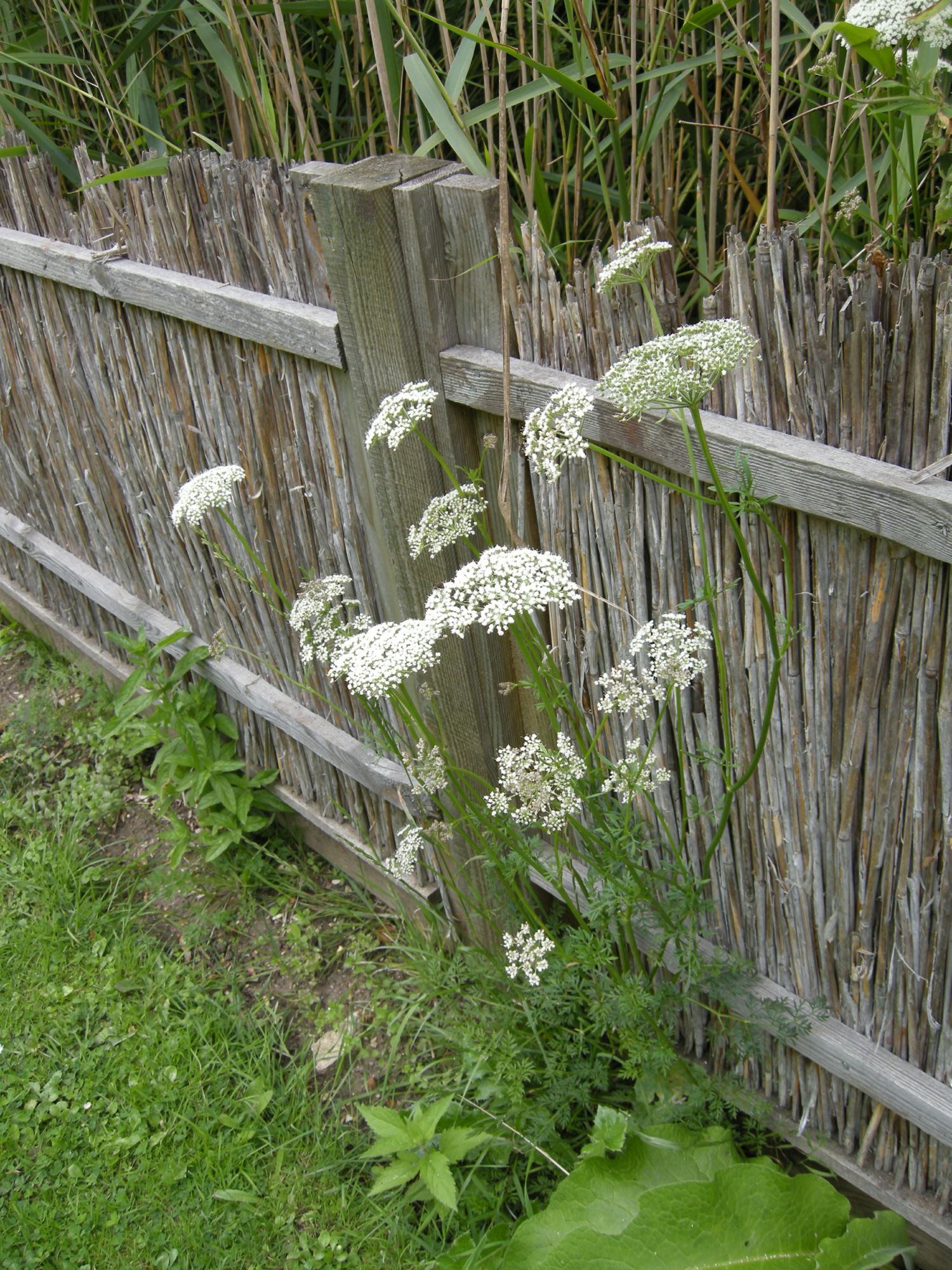 Image of Selinum carvifolia