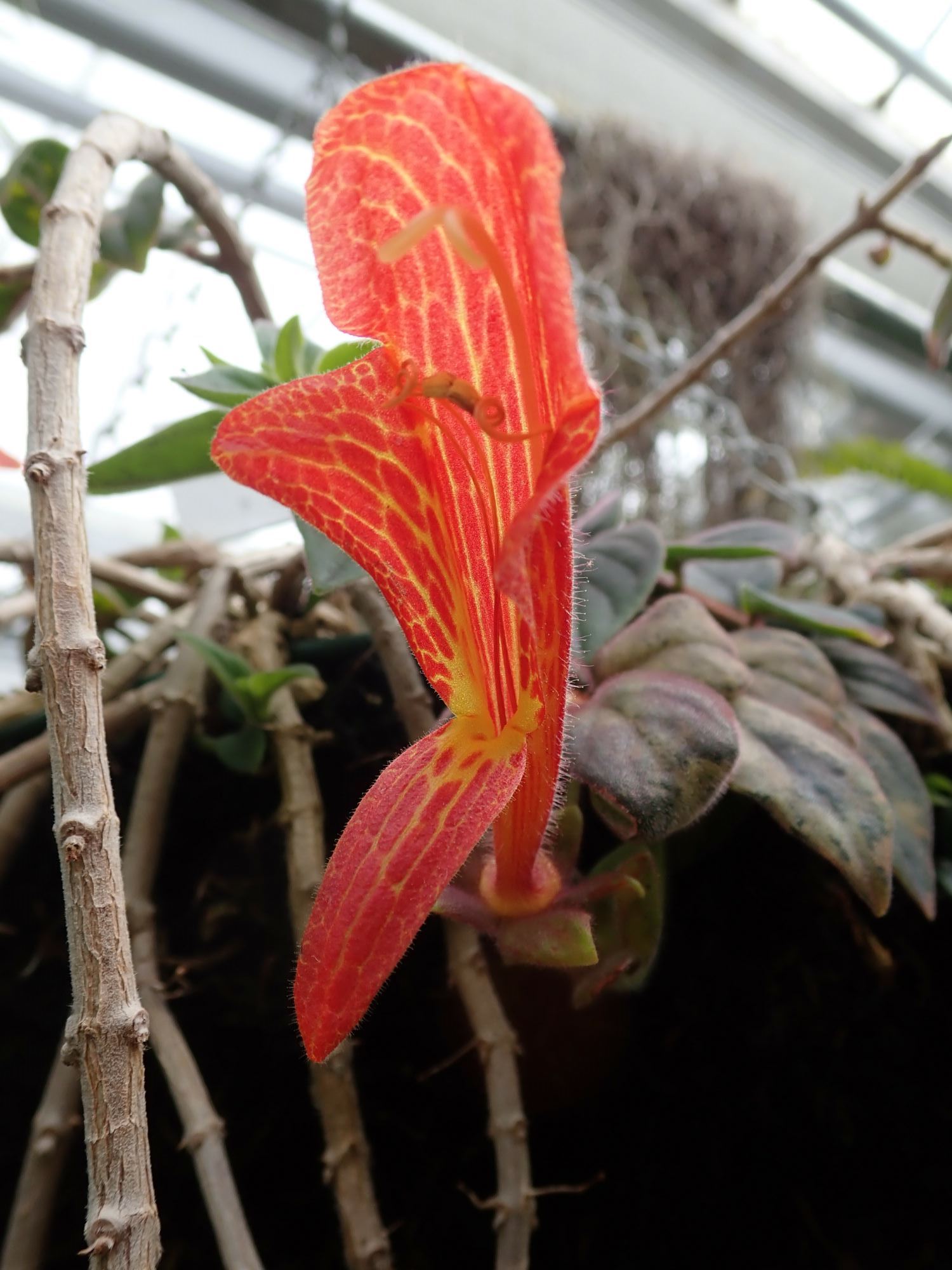 Image of Columnea gloriosa