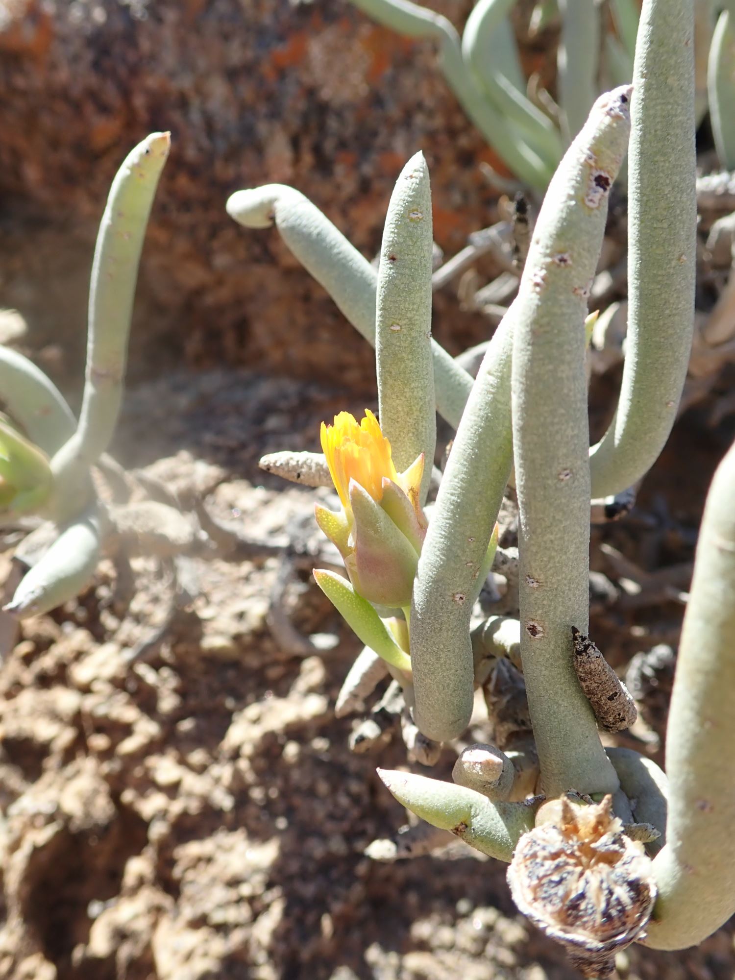 Image of Cephalophyllum herrei