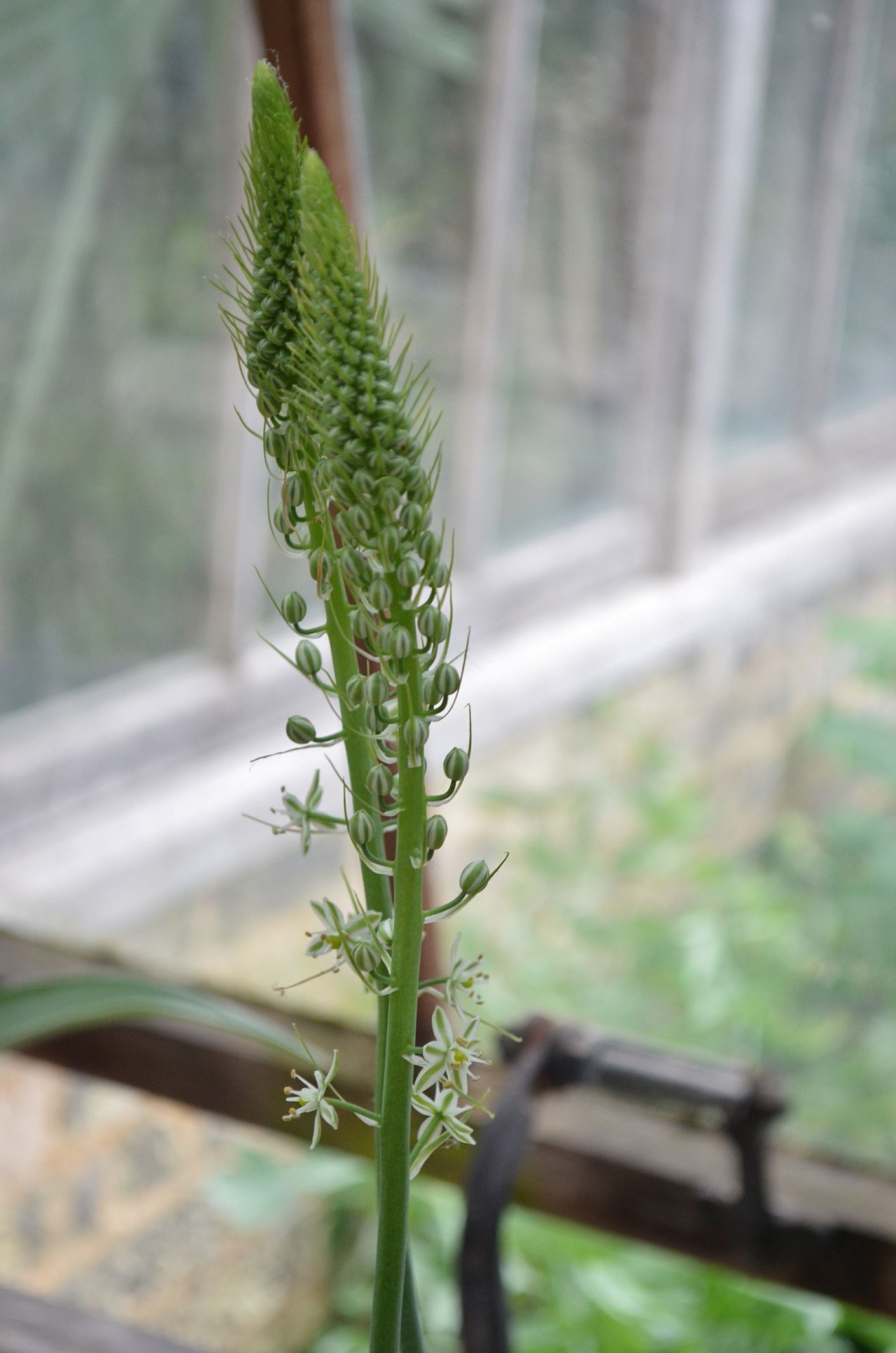 Image of Albuca bracteata