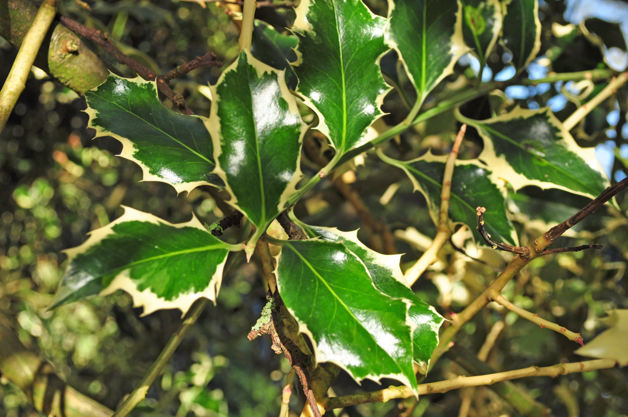 Image of Ilex aquifolium 'Argentea Marginata'