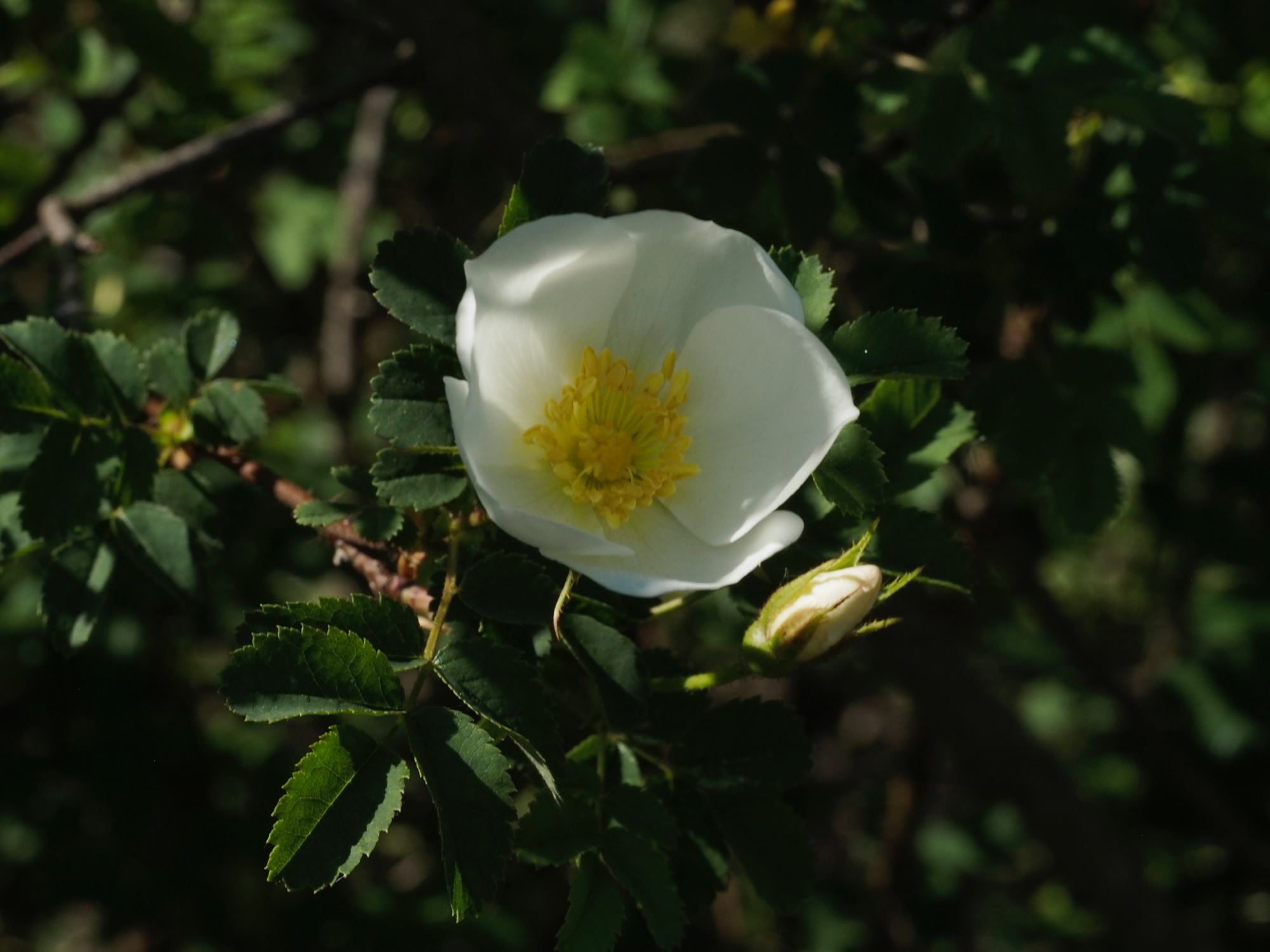 Image of Rosa spinosissima